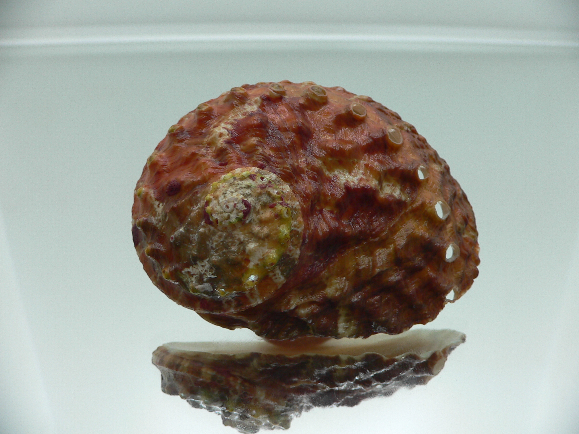 Haliotis ovina ovina DARK-RED & HILLY