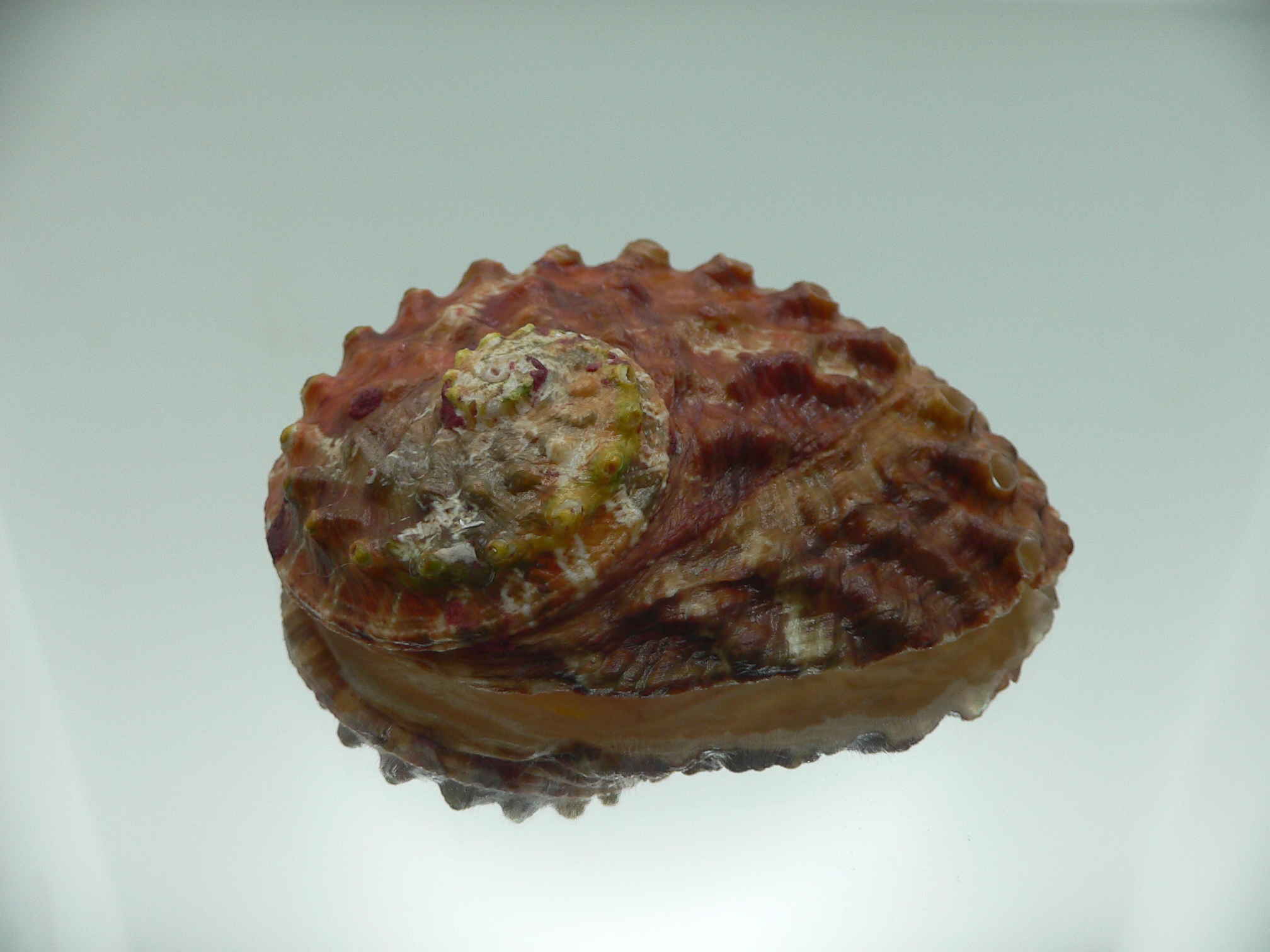 Haliotis ovina ovina DARK-RED & HILLY