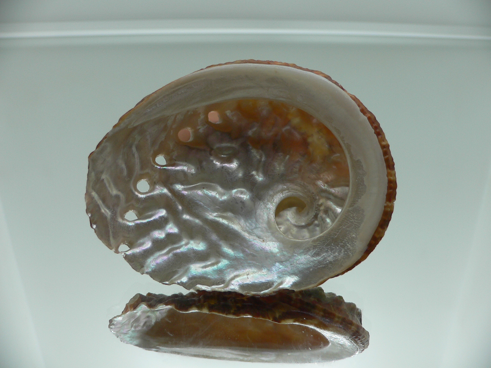 Haliotis ovina ovina DARK-RED & HILLY