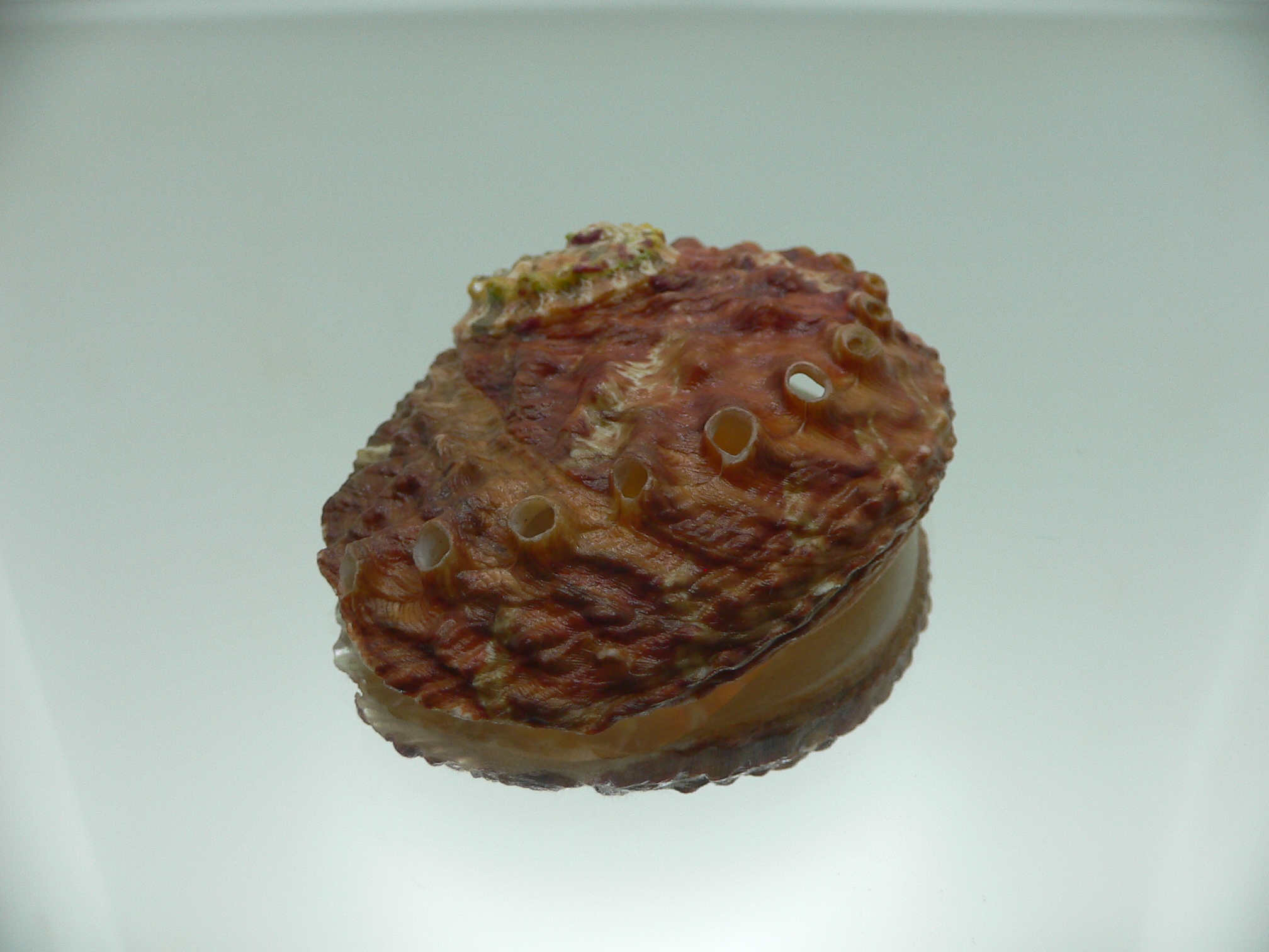 Haliotis ovina ovina DARK-RED & HILLY