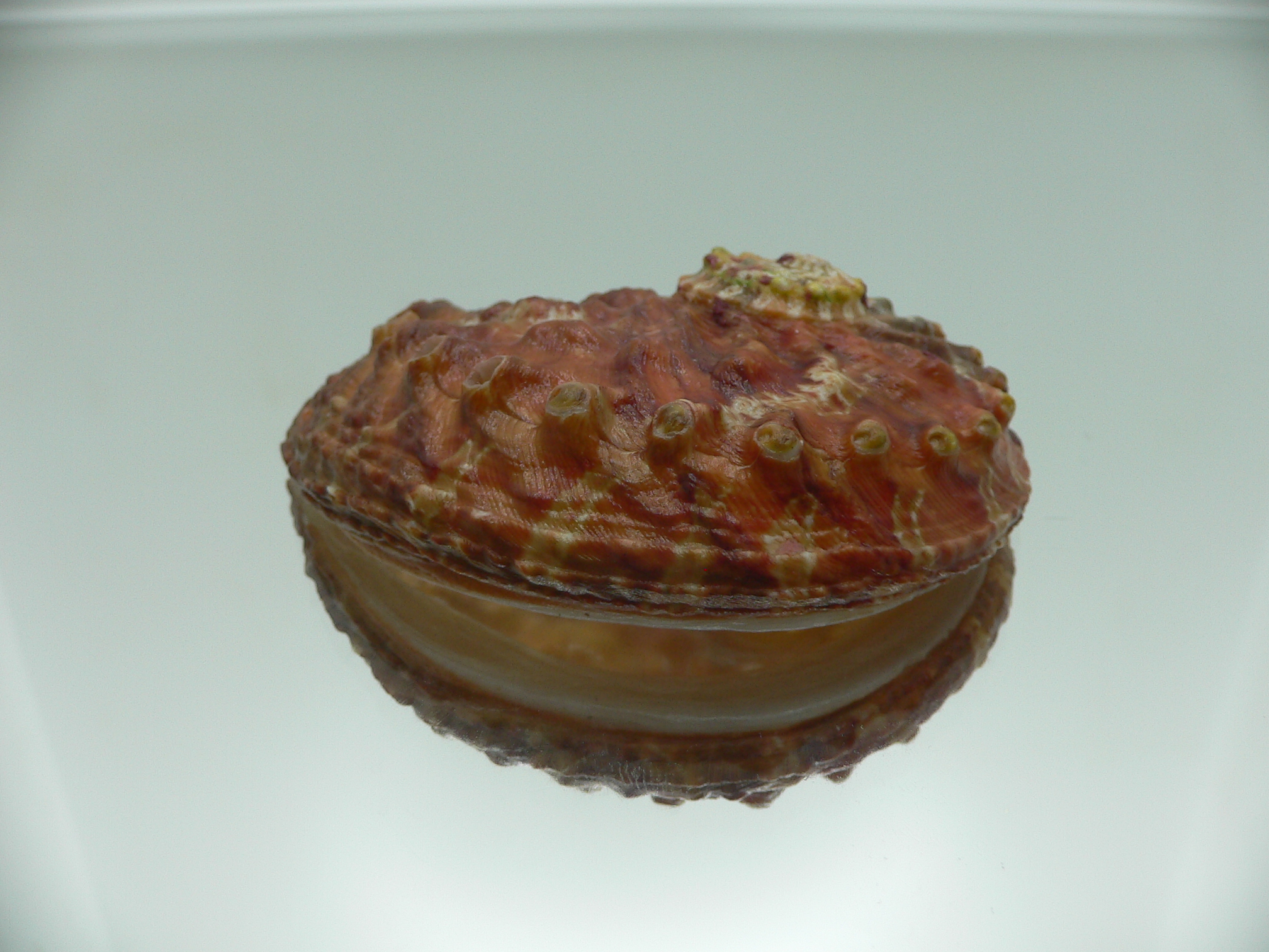 Haliotis ovina ovina DARK-RED & HILLY