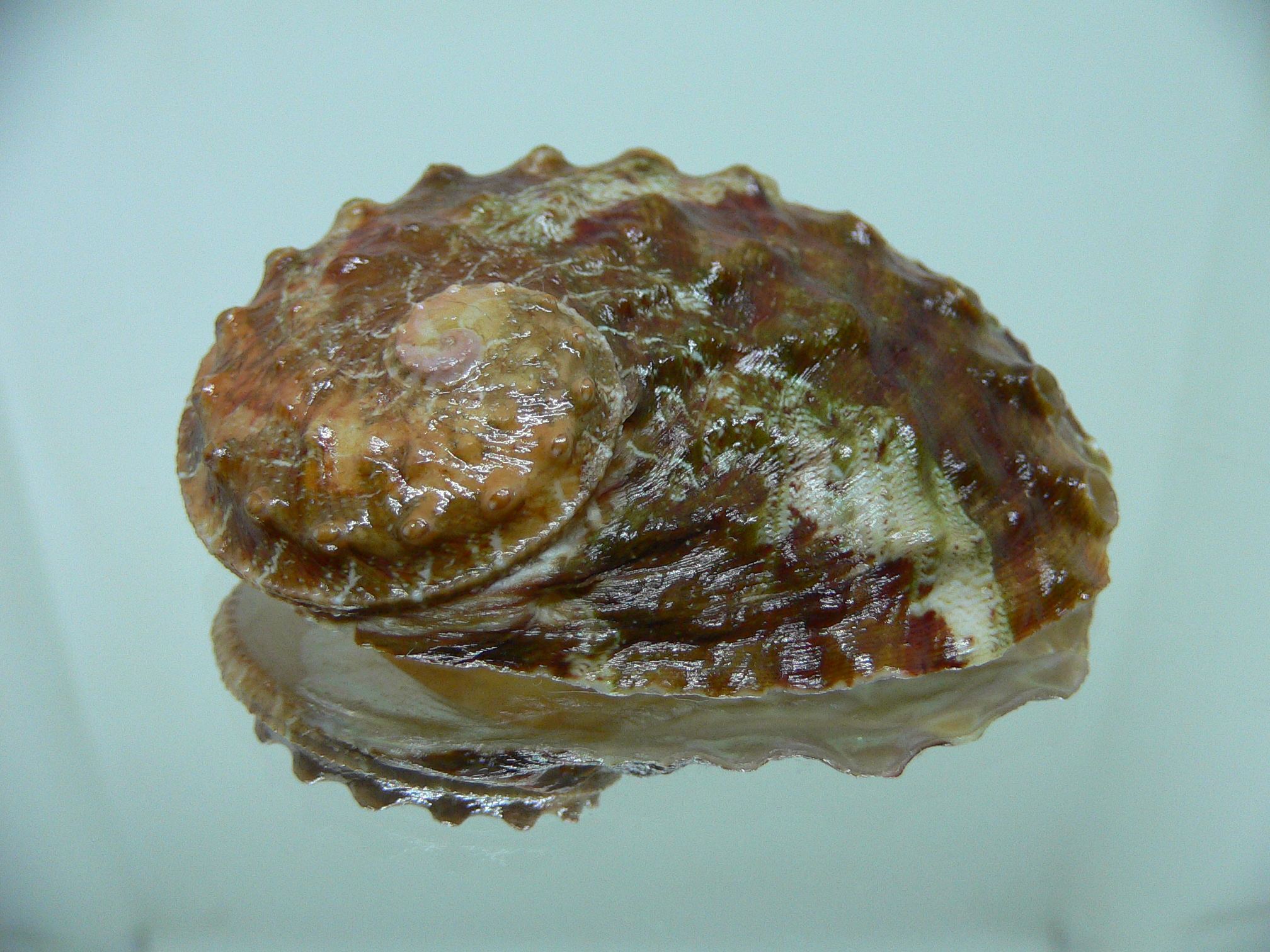 Haliotis ovina ovina 1