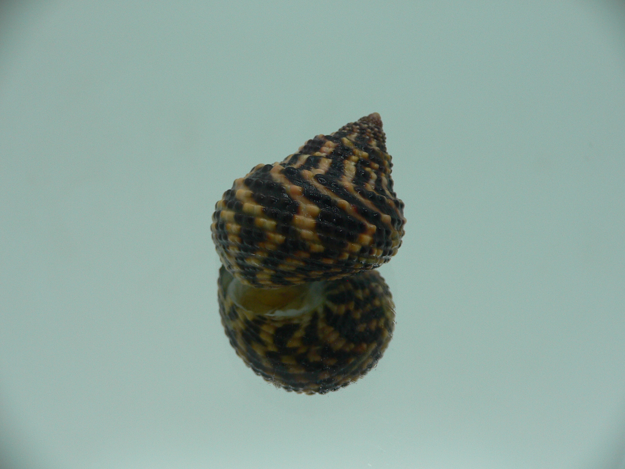 Austrocochlea brevis VERY BIG