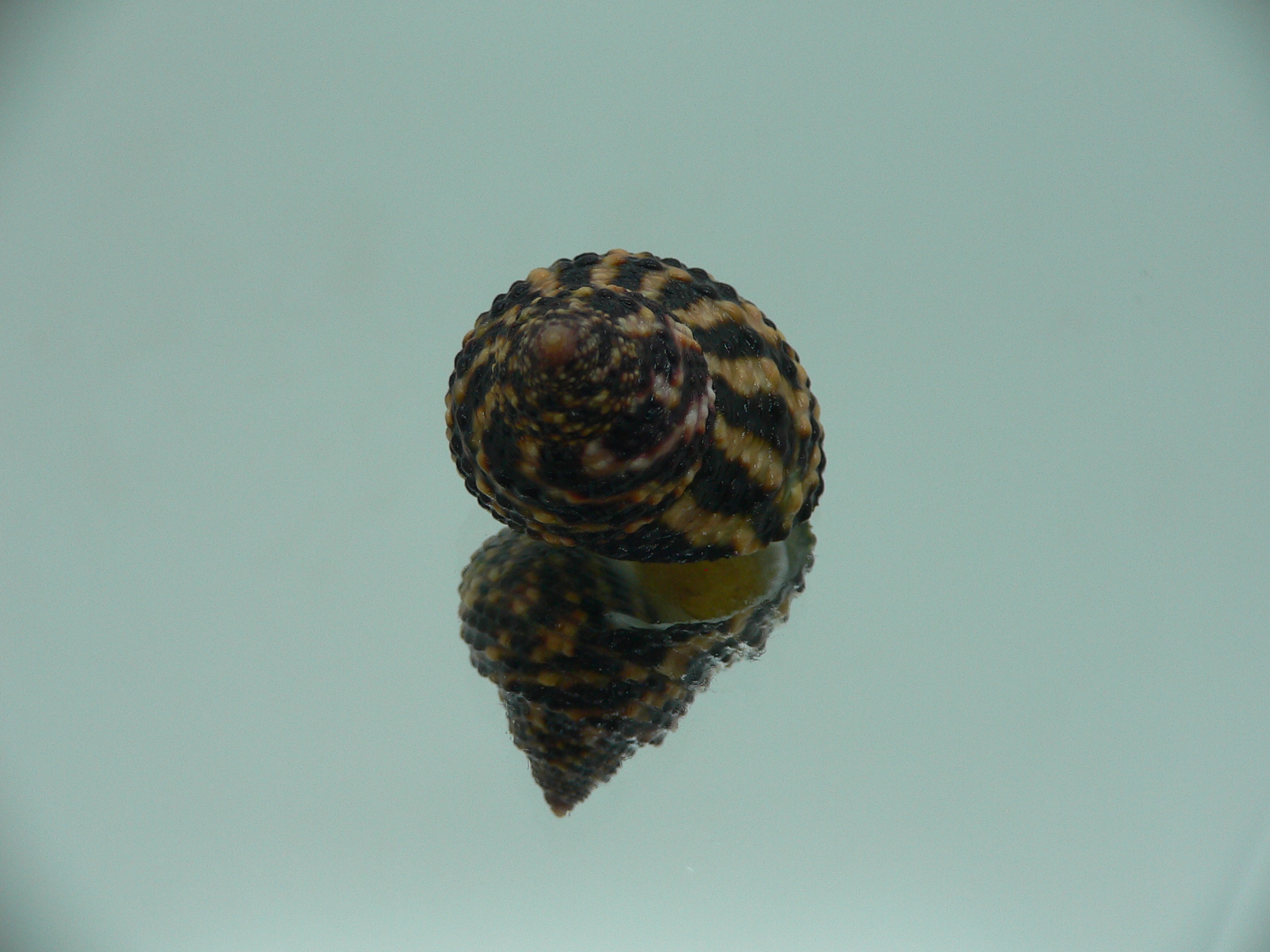 Austrocochlea brevis VERY BIG