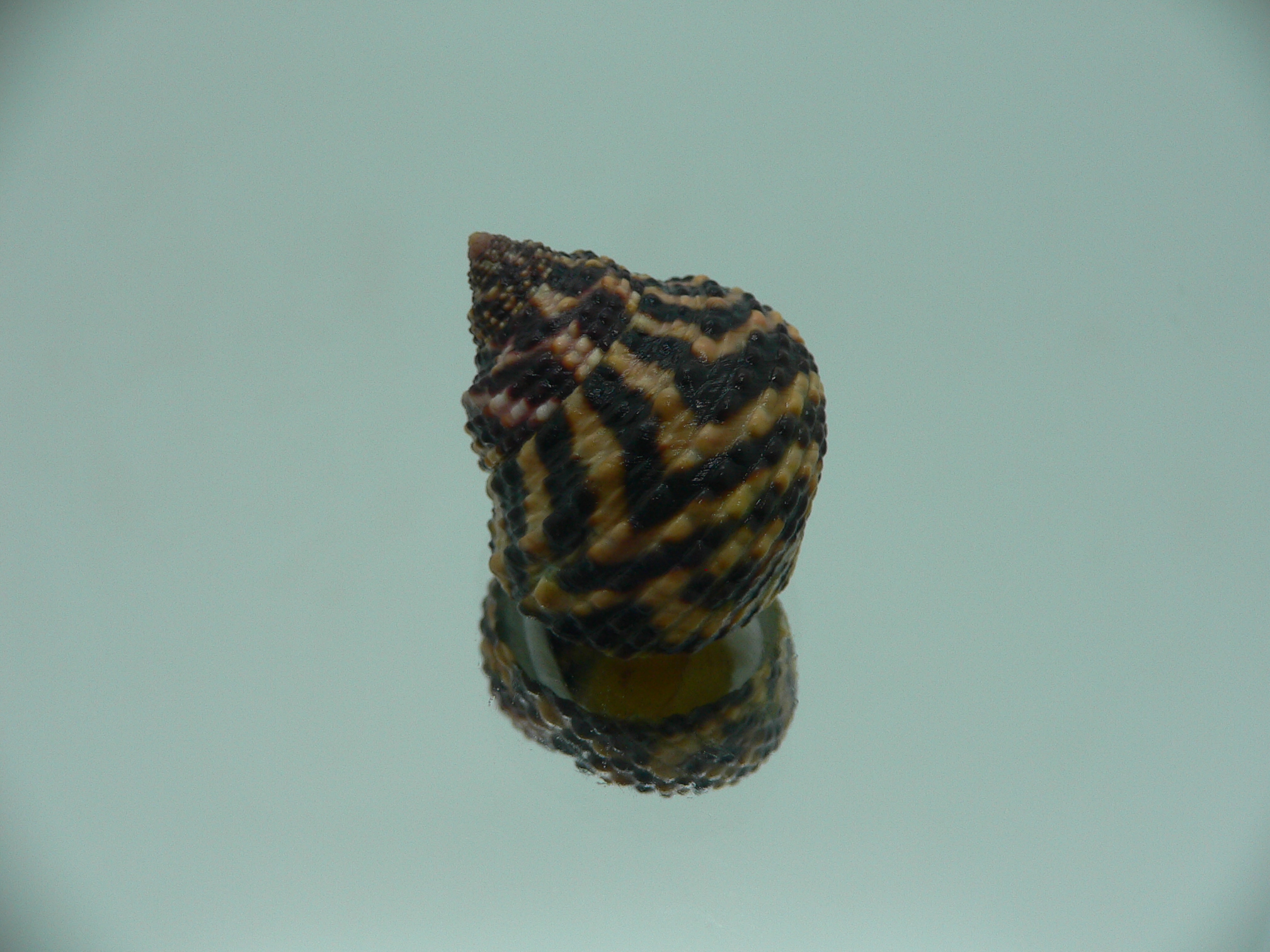 Austrocochlea brevis VERY BIG
