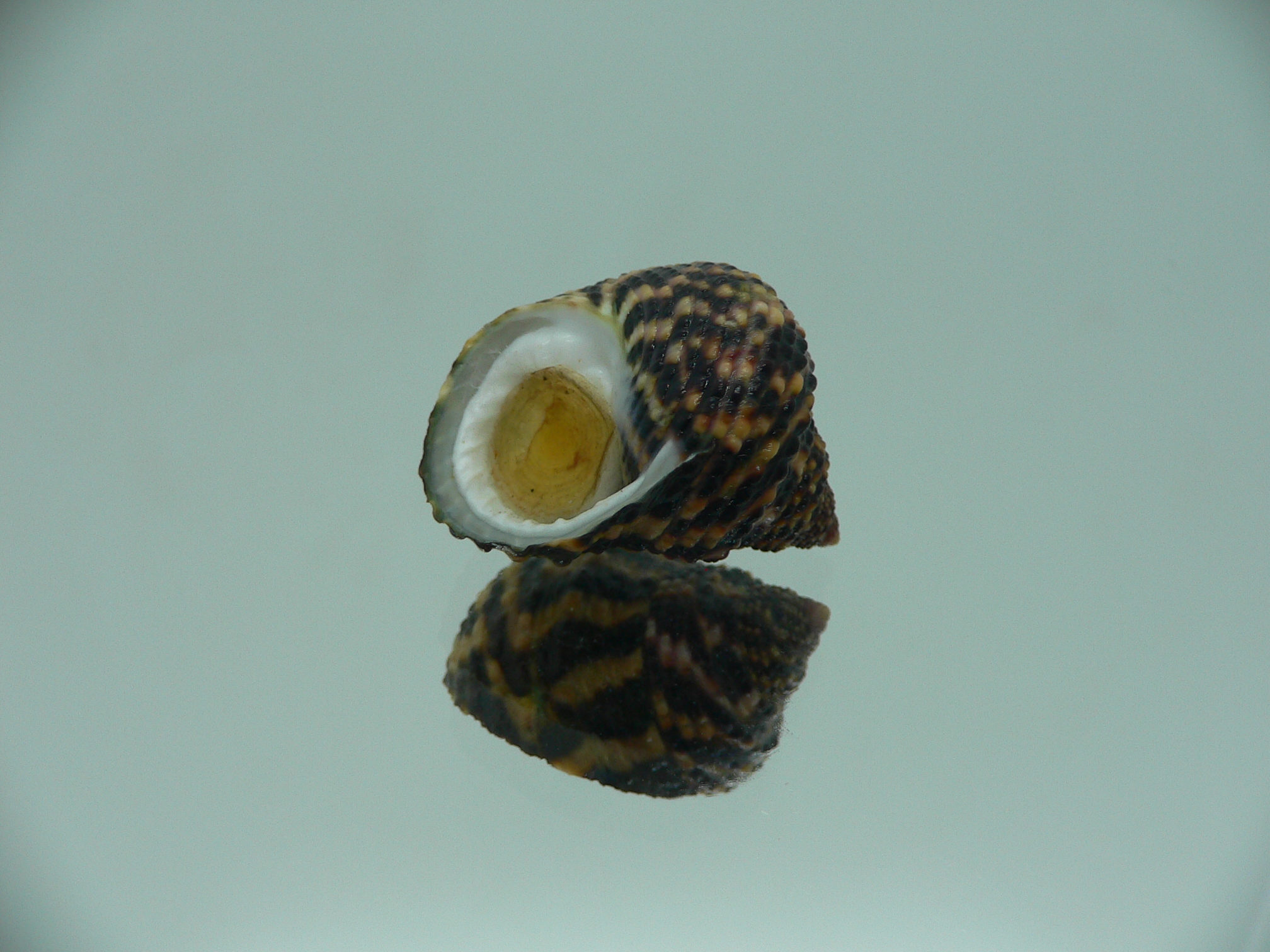 Austrocochlea brevis VERY BIG