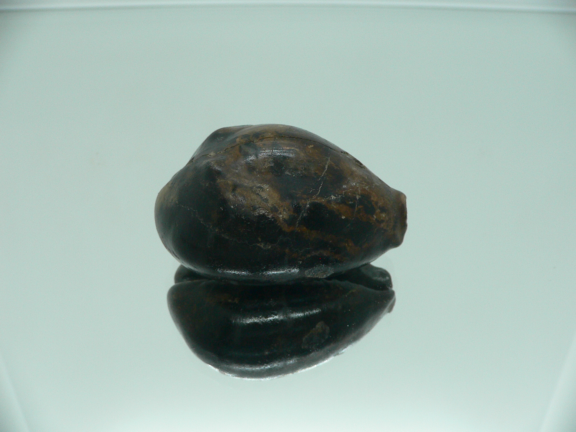 Barycypraea beberkiriana