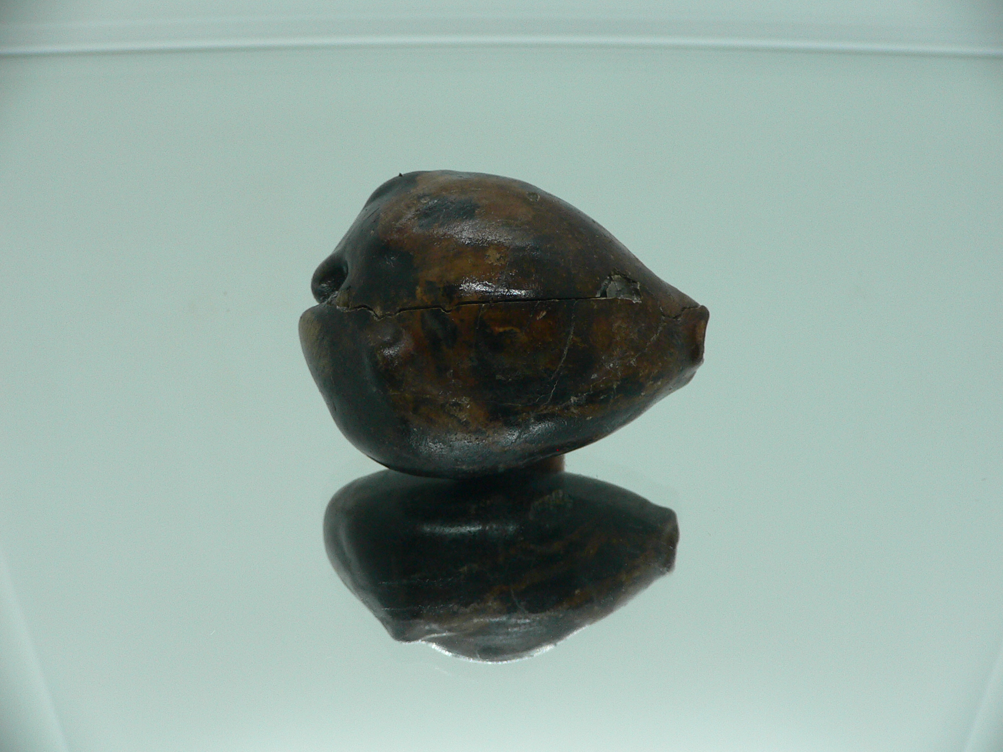 Barycypraea beberkiriana
