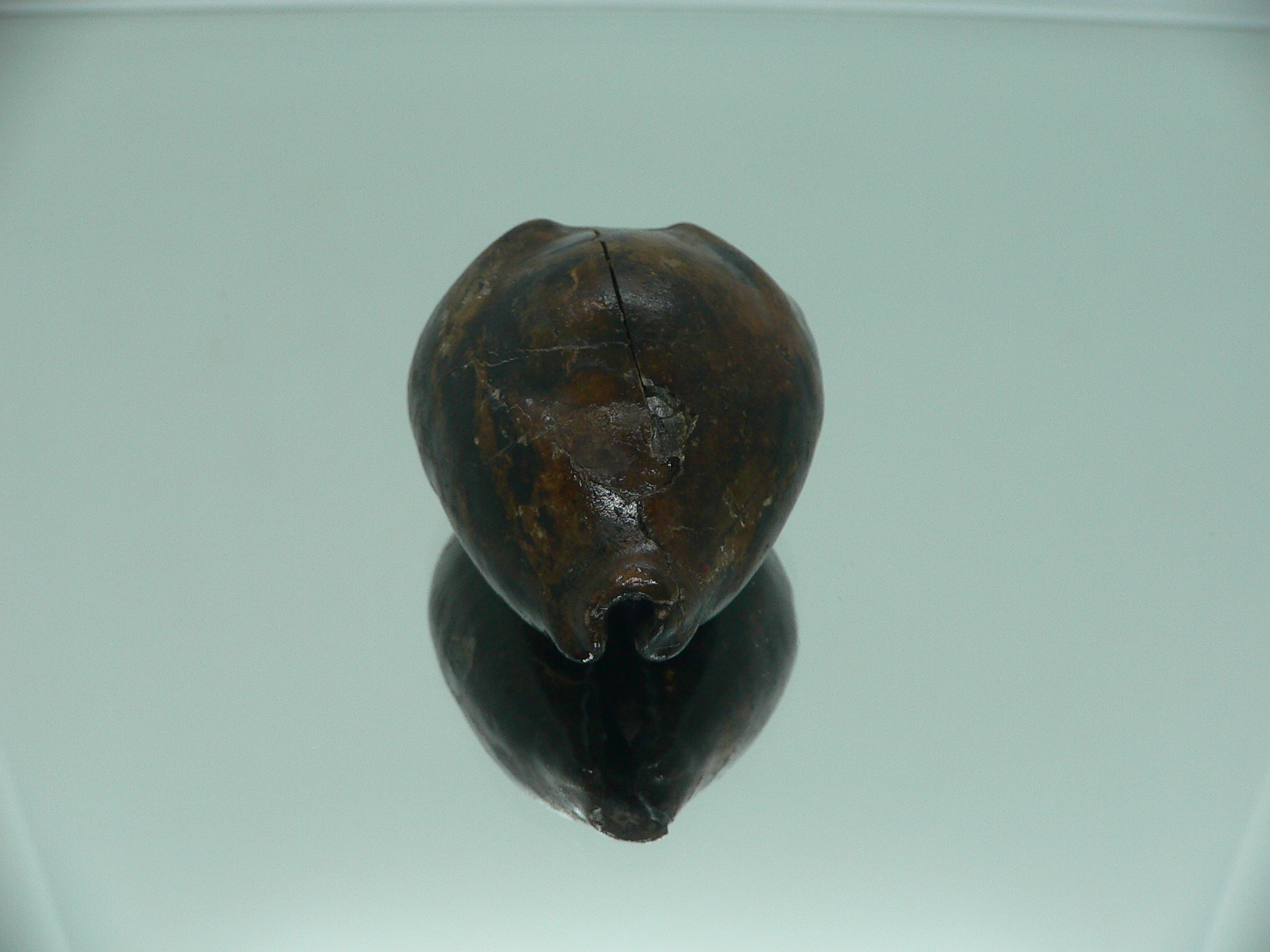 Barycypraea beberkiriana