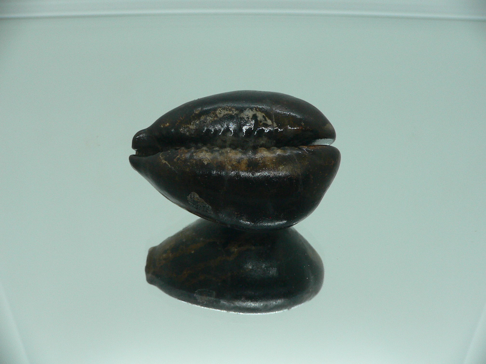 Barycypraea beberkiriana