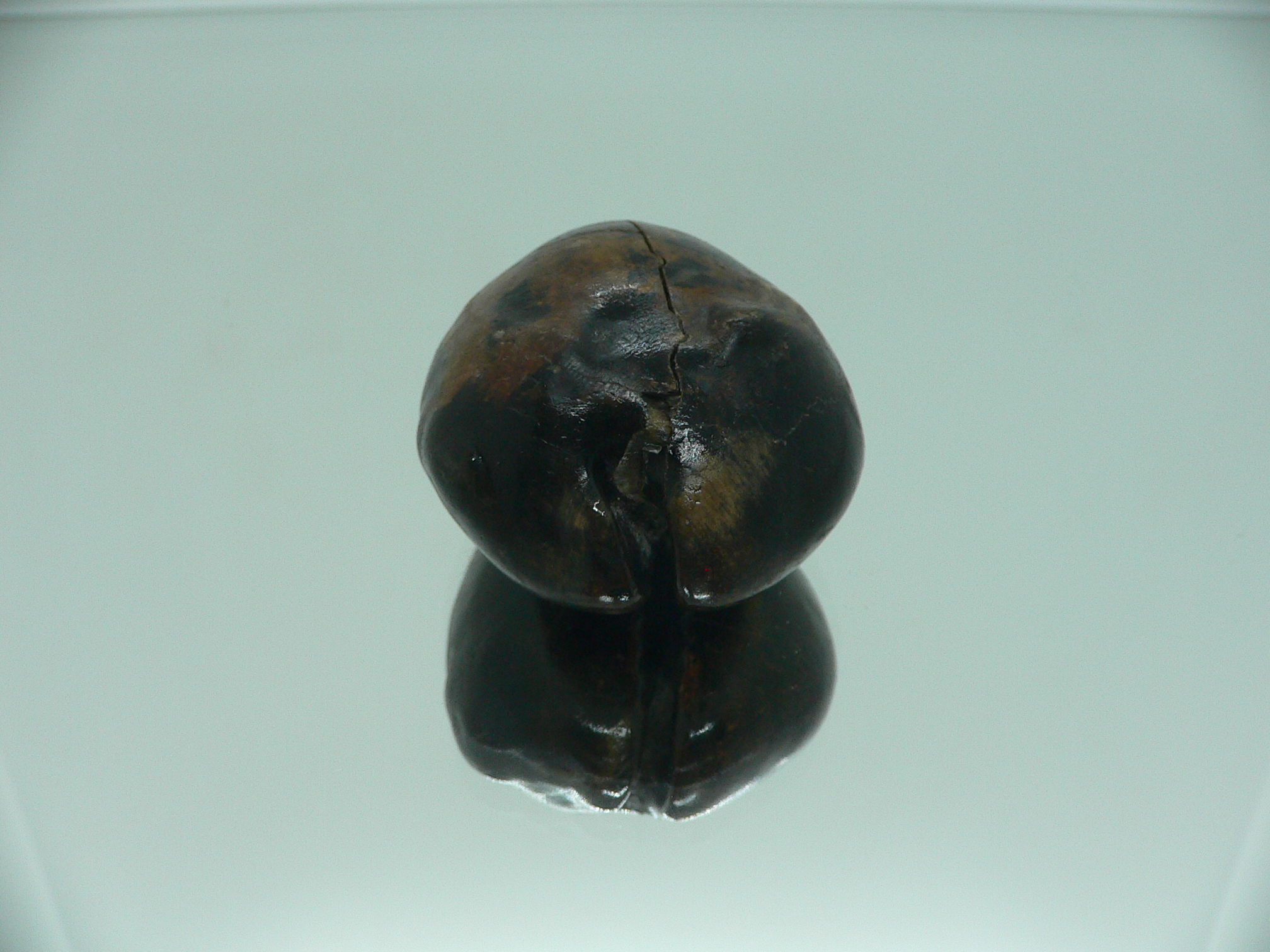 Barycypraea beberkiriana