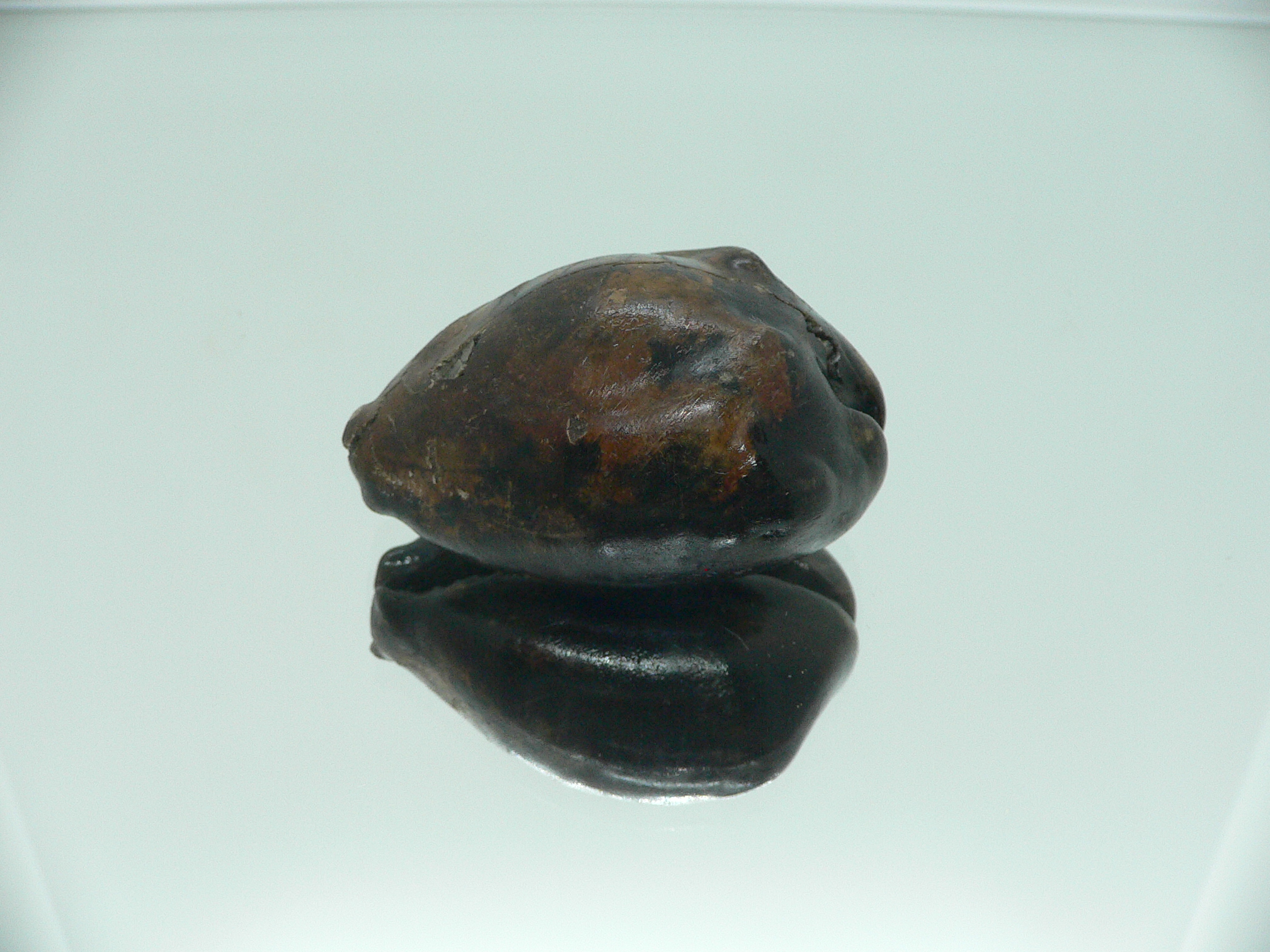 Barycypraea beberkiriana
