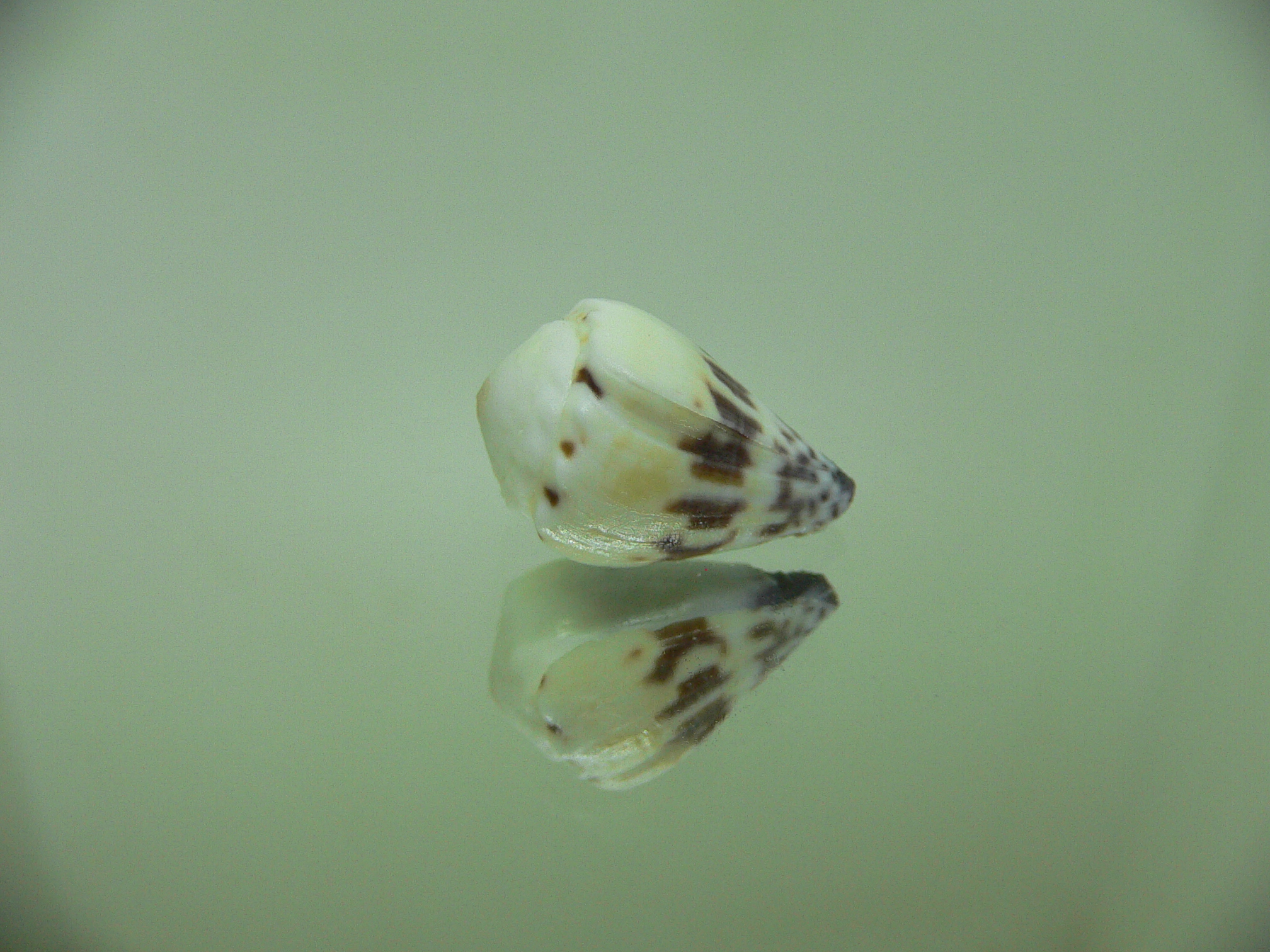 Conus sponsalis MOTLEY