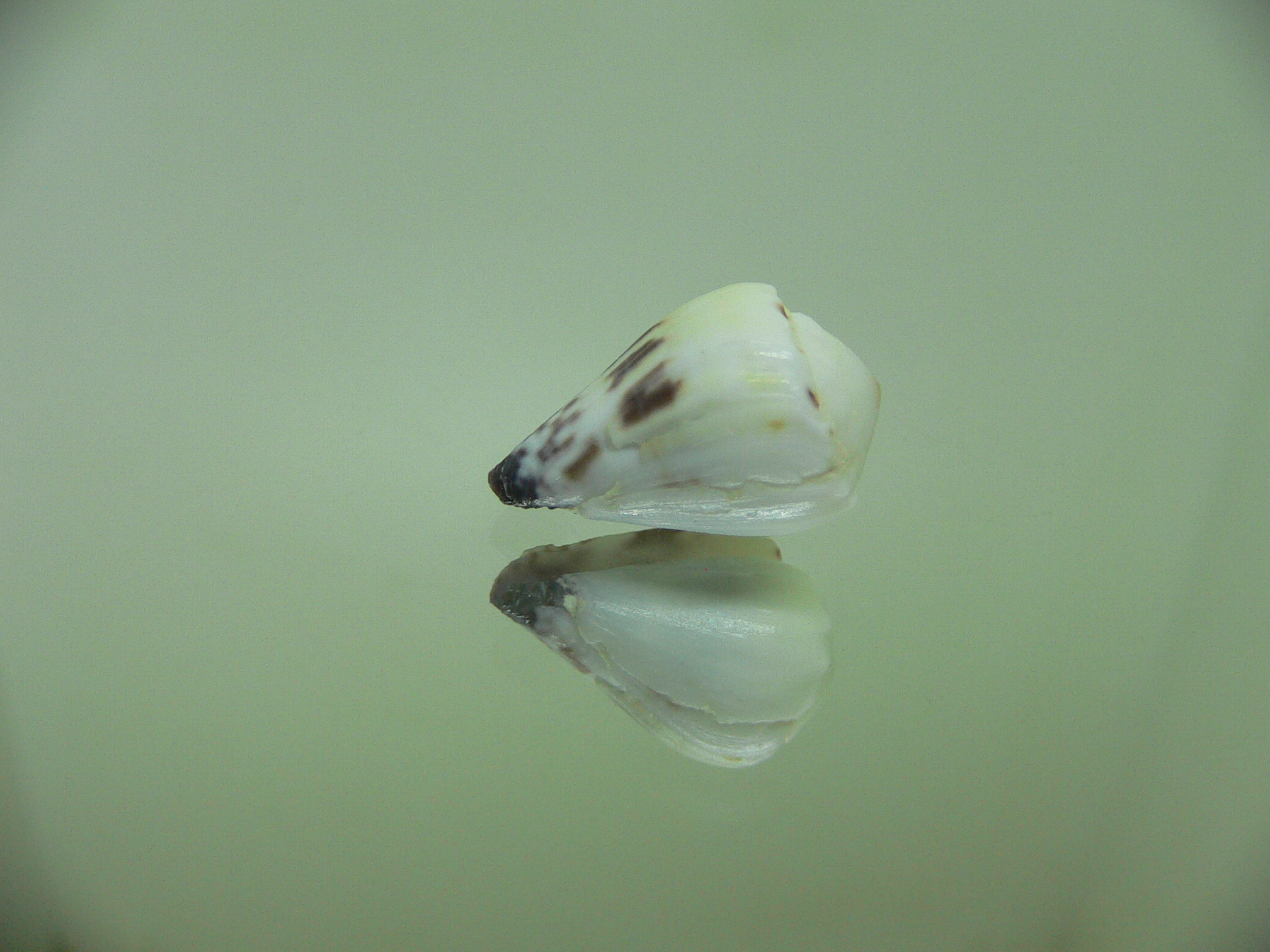 Conus sponsalis MOTLEY