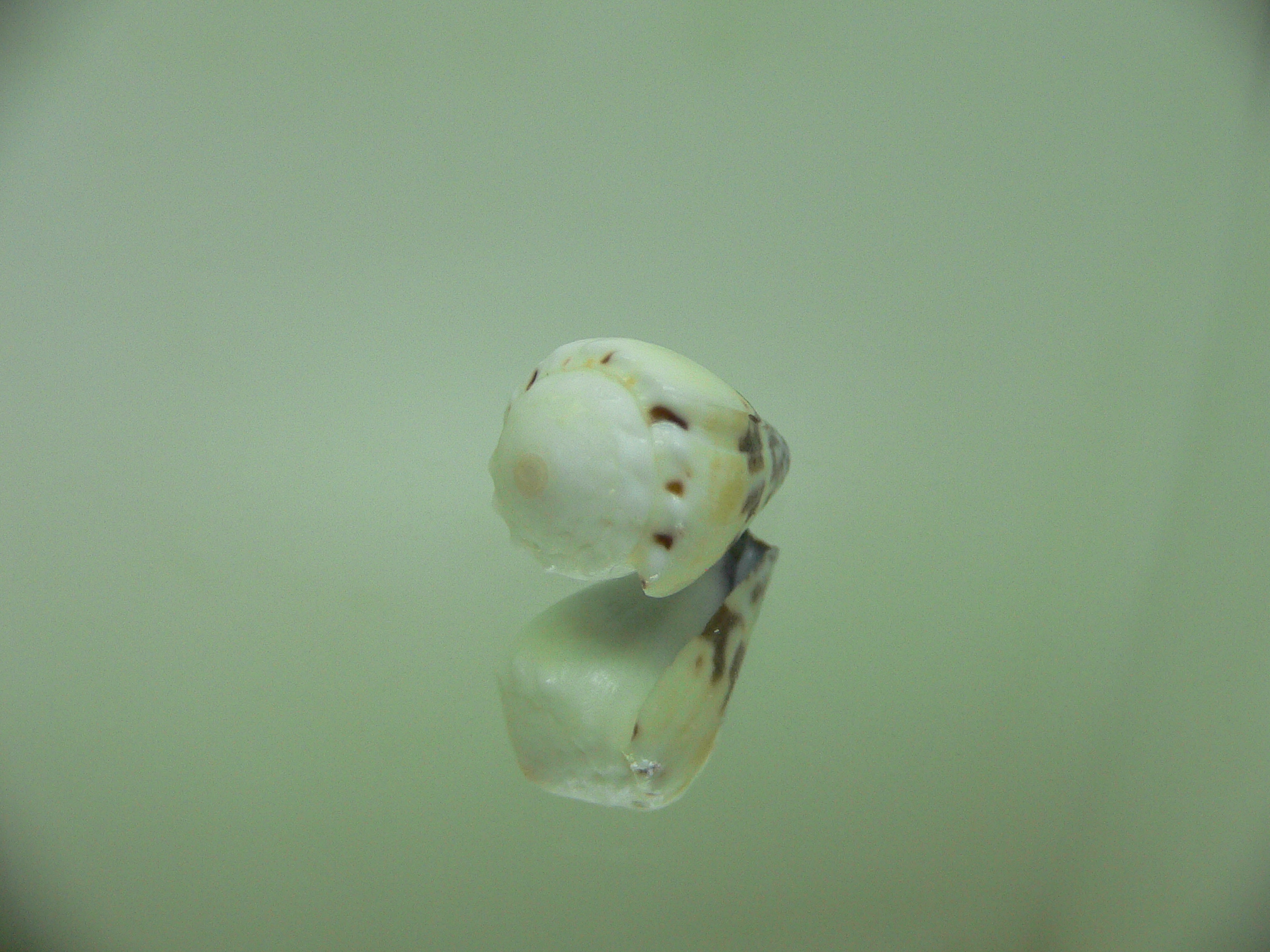 Conus sponsalis MOTLEY