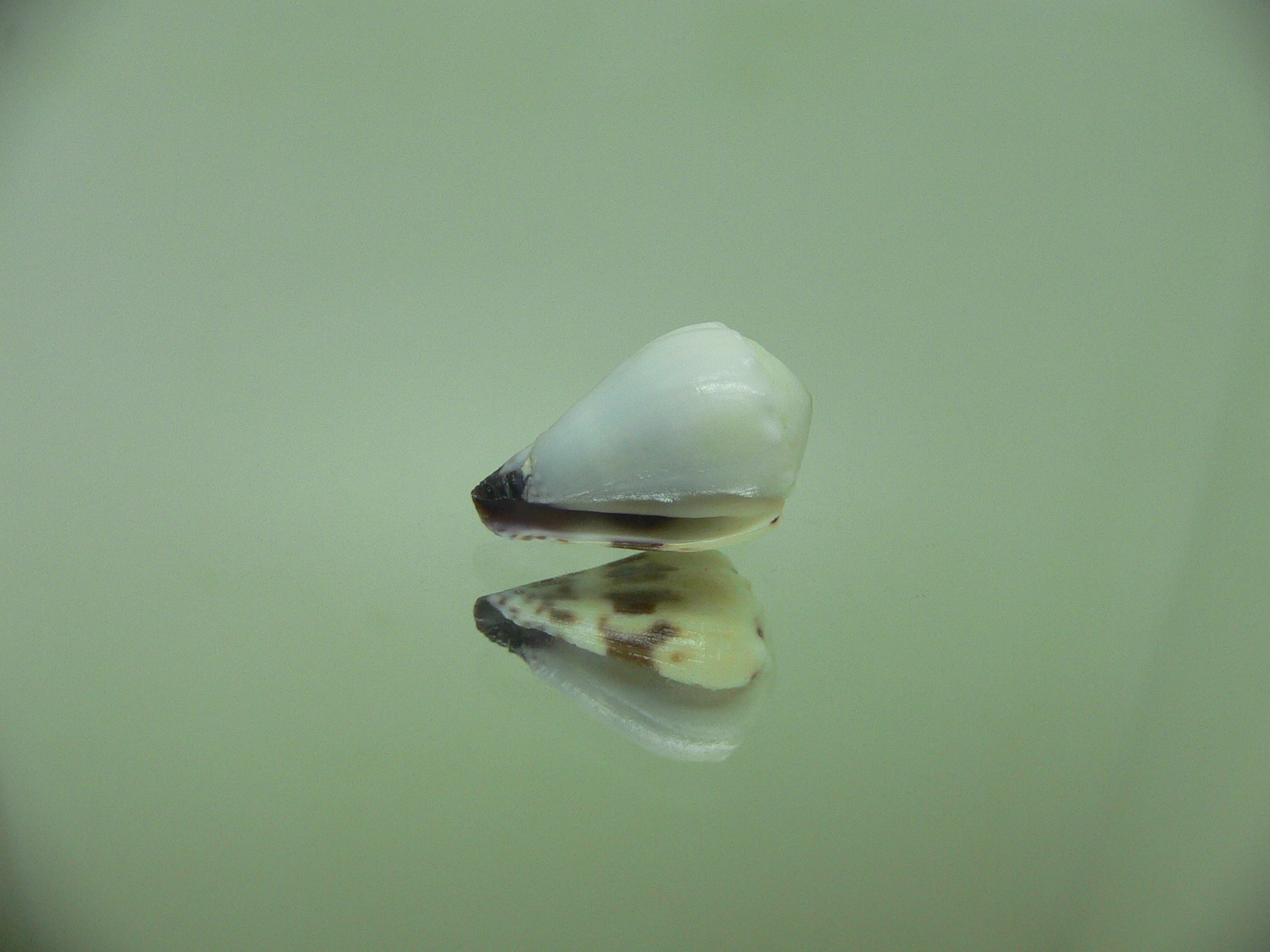 Conus sponsalis MOTLEY