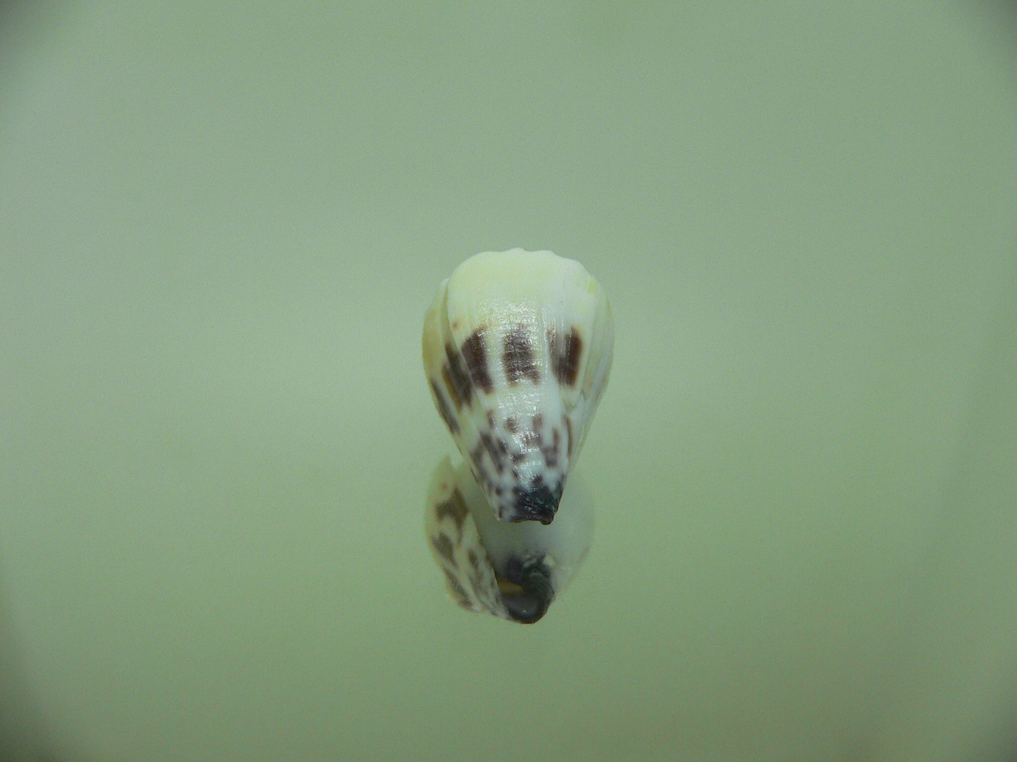 Conus sponsalis MOTLEY