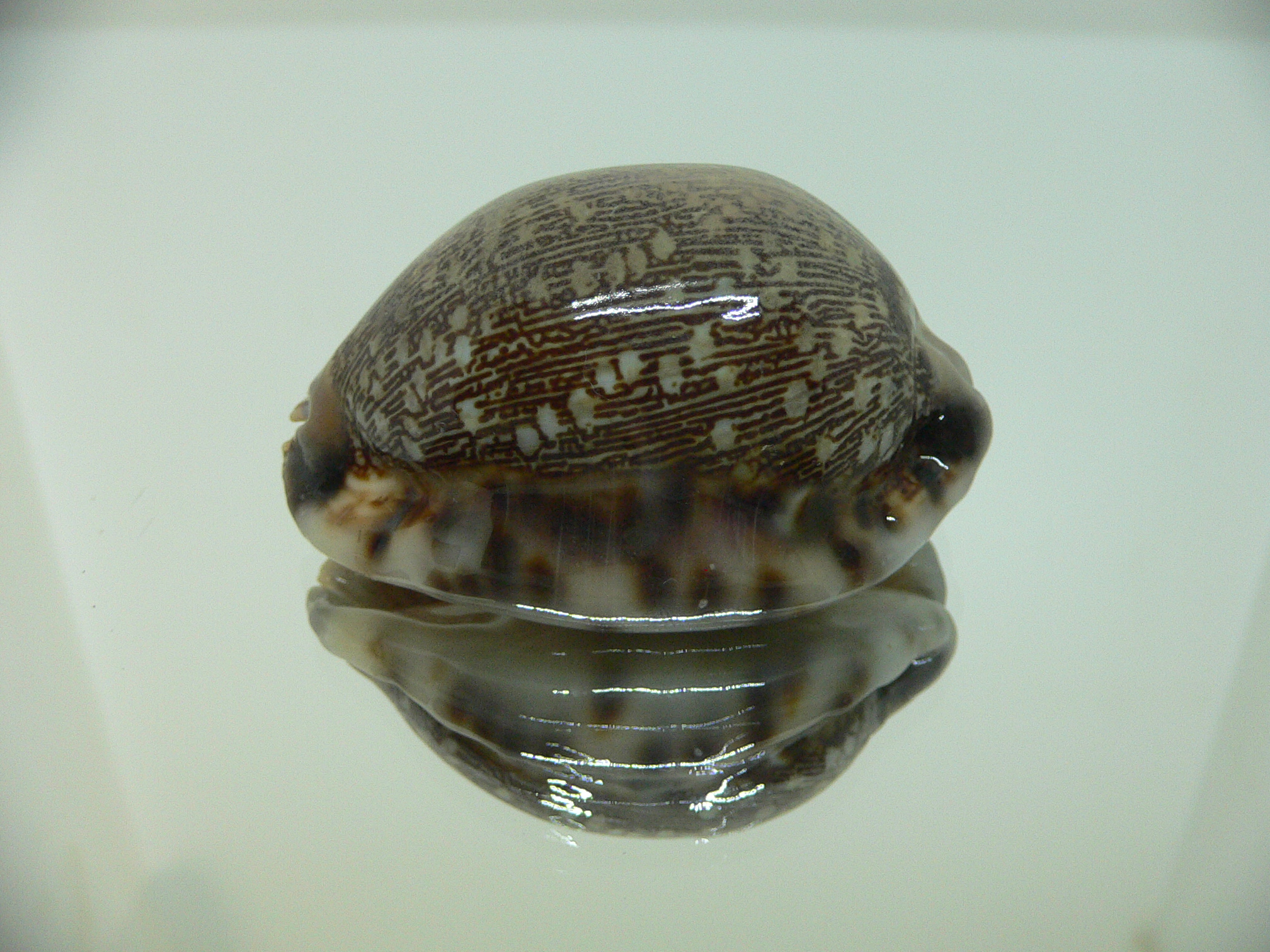 Cypraea arabica asiatica gibba (var.)