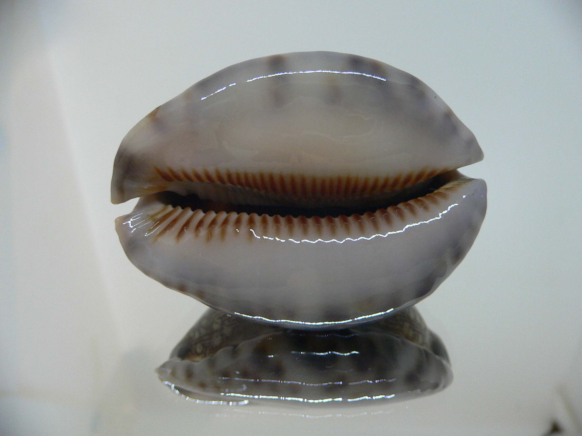 Cypraea arabica asiatica gibba (var.)