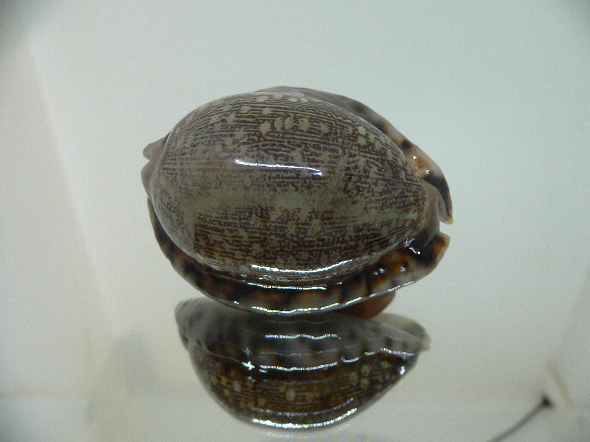 Cypraea arabica asiatica gibba (var.)