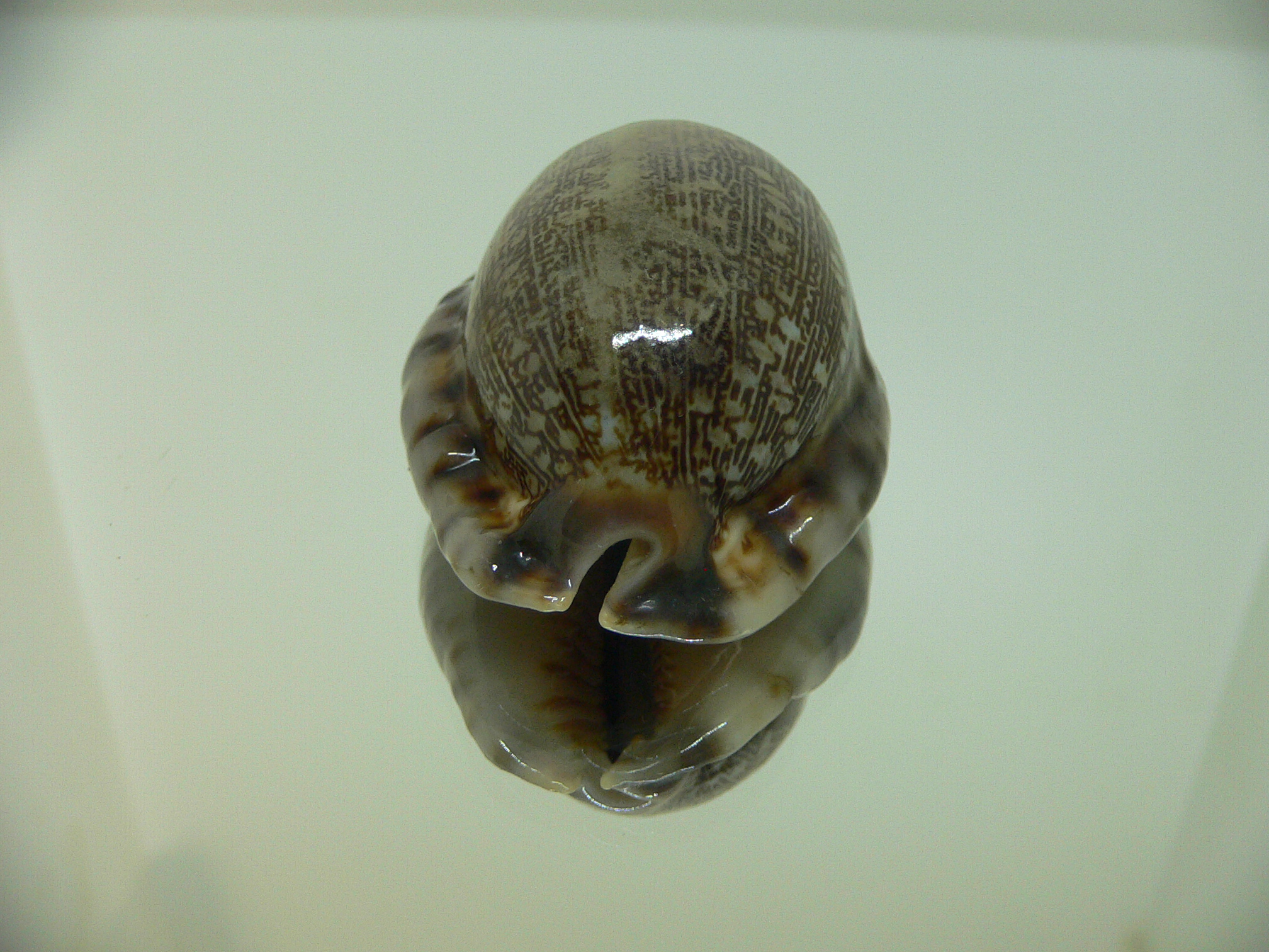 Cypraea arabica asiatica gibba (var.)