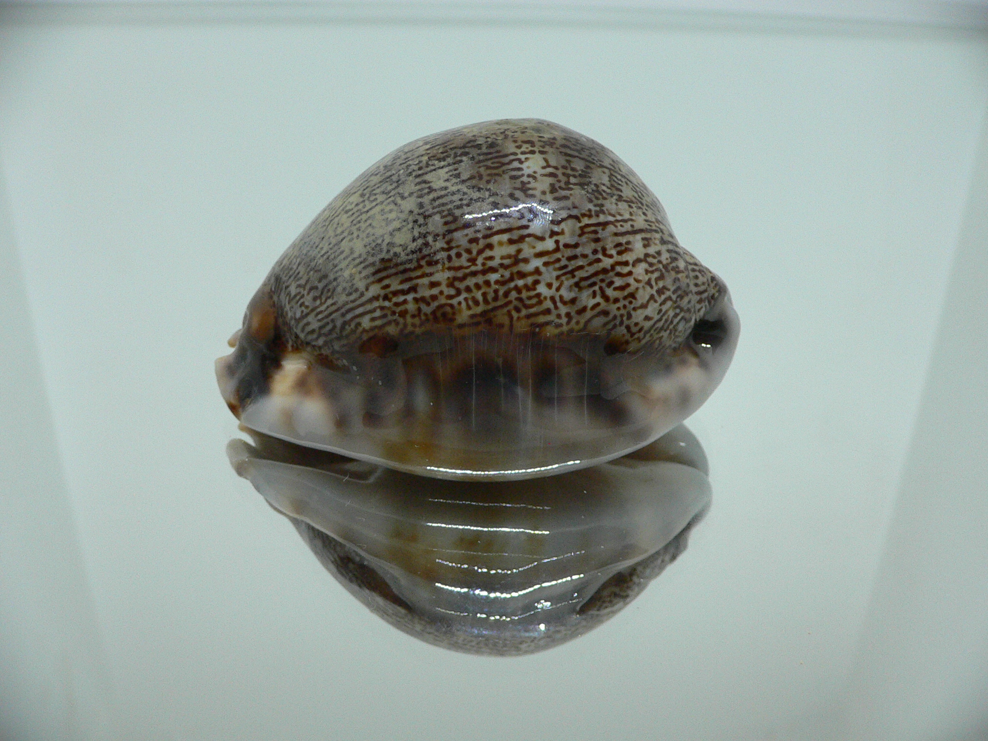 Cypraea arabica asiatica gibba (var.)