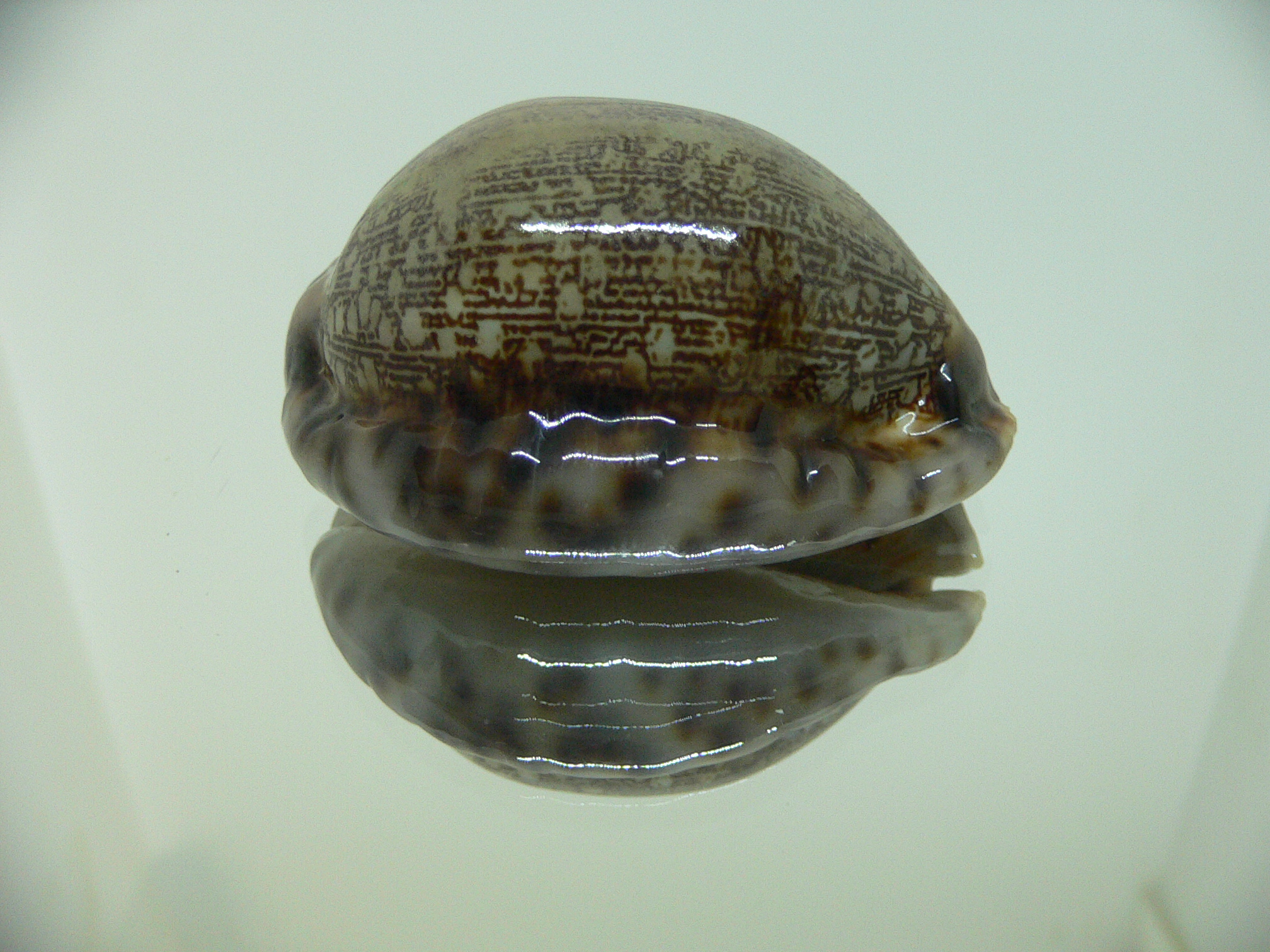 Cypraea arabica asiatica gibba (var.)