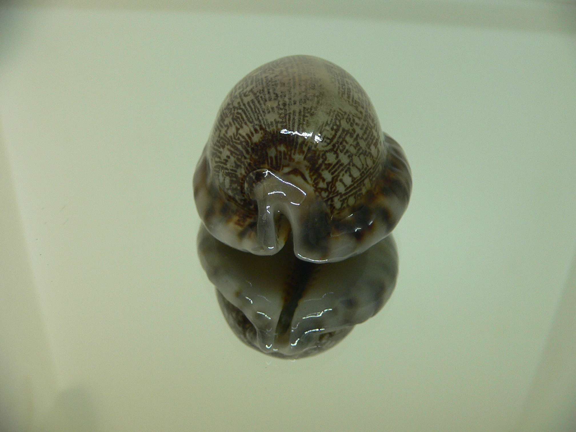 Cypraea arabica asiatica gibba (var.)