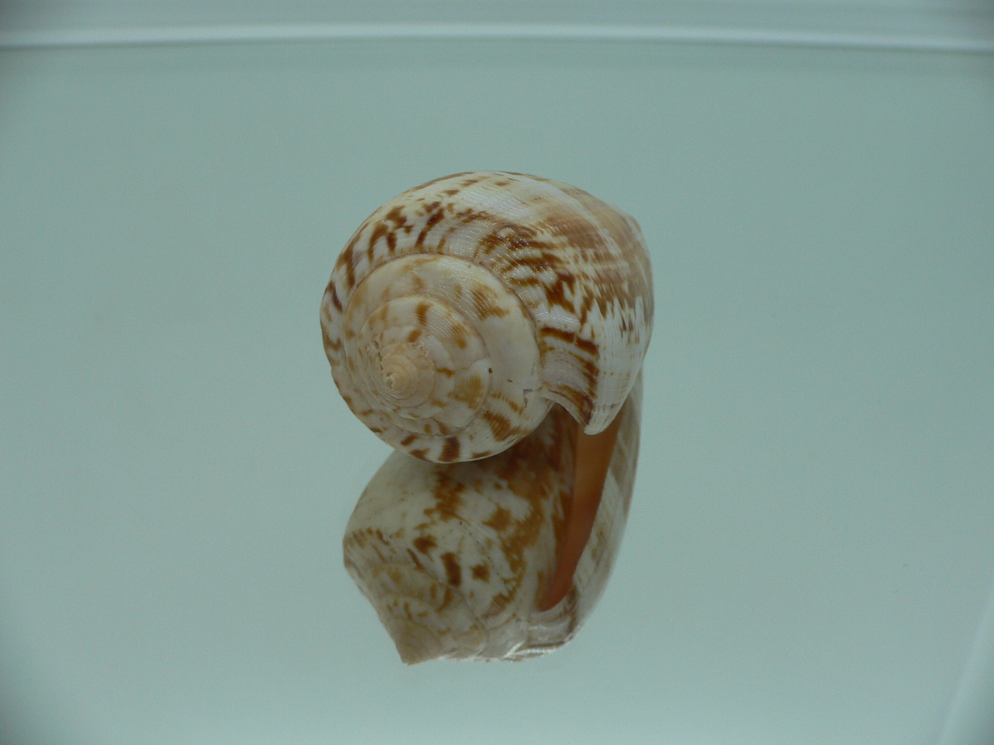 Conus anemone peronianus (var.) BROWN