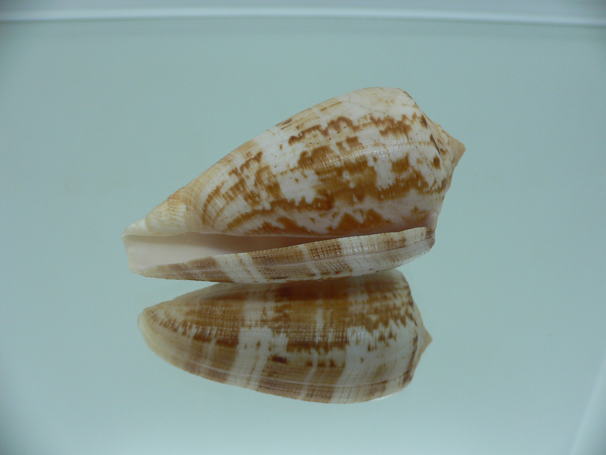 Conus anemone peronianus (var.) BROWN