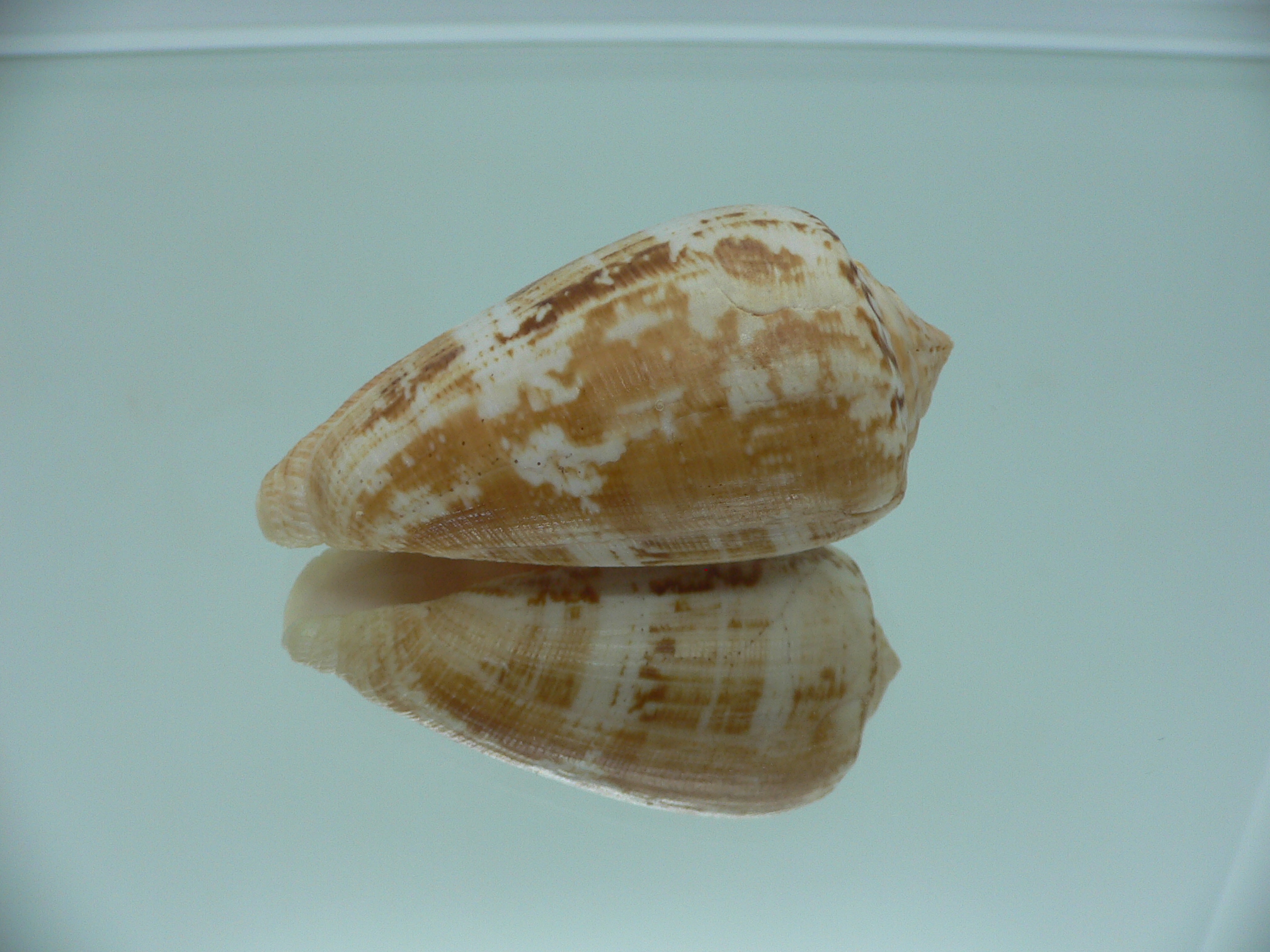 Conus anemone peronianus (var.) BROWN