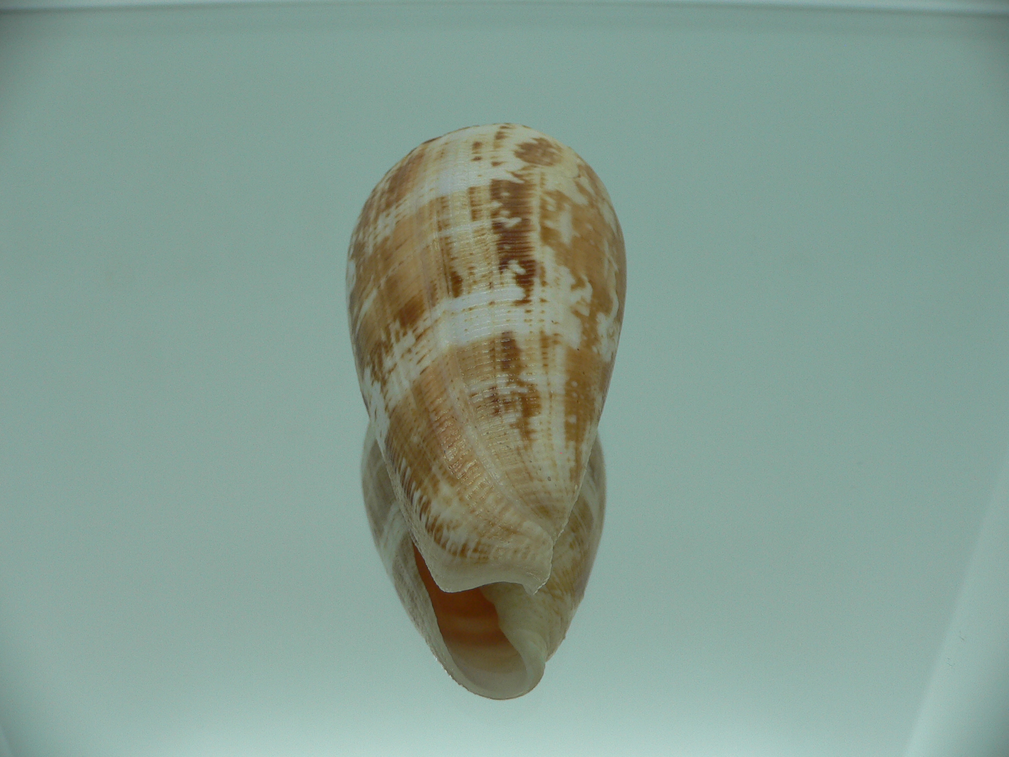 Conus anemone peronianus (var.) BROWN