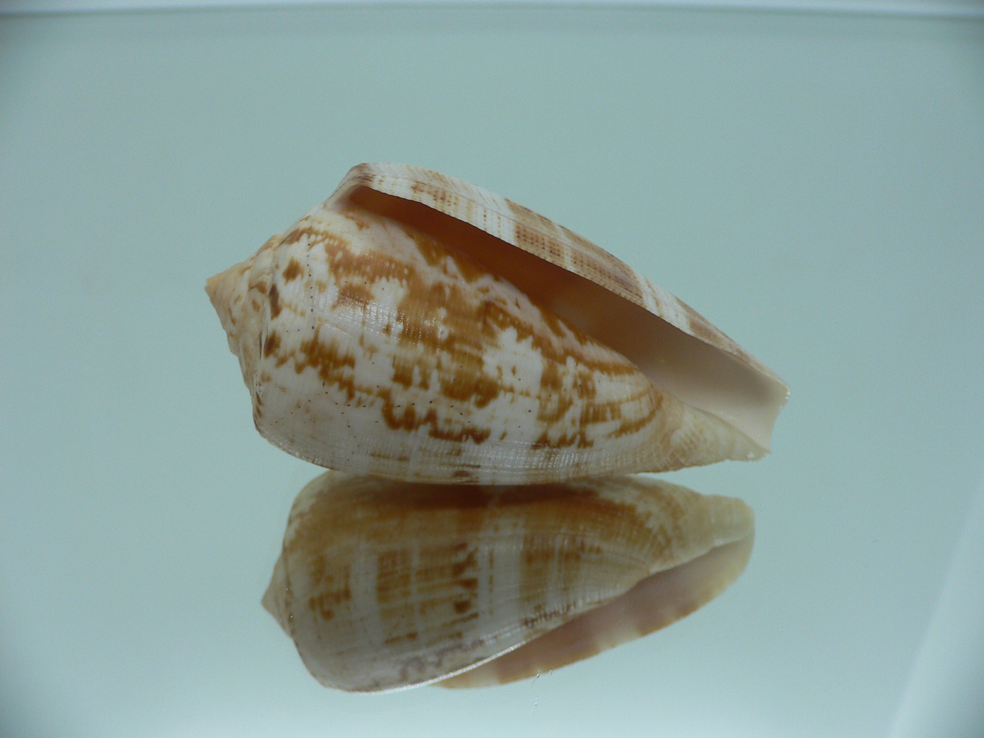 Conus anemone peronianus (var.) BROWN