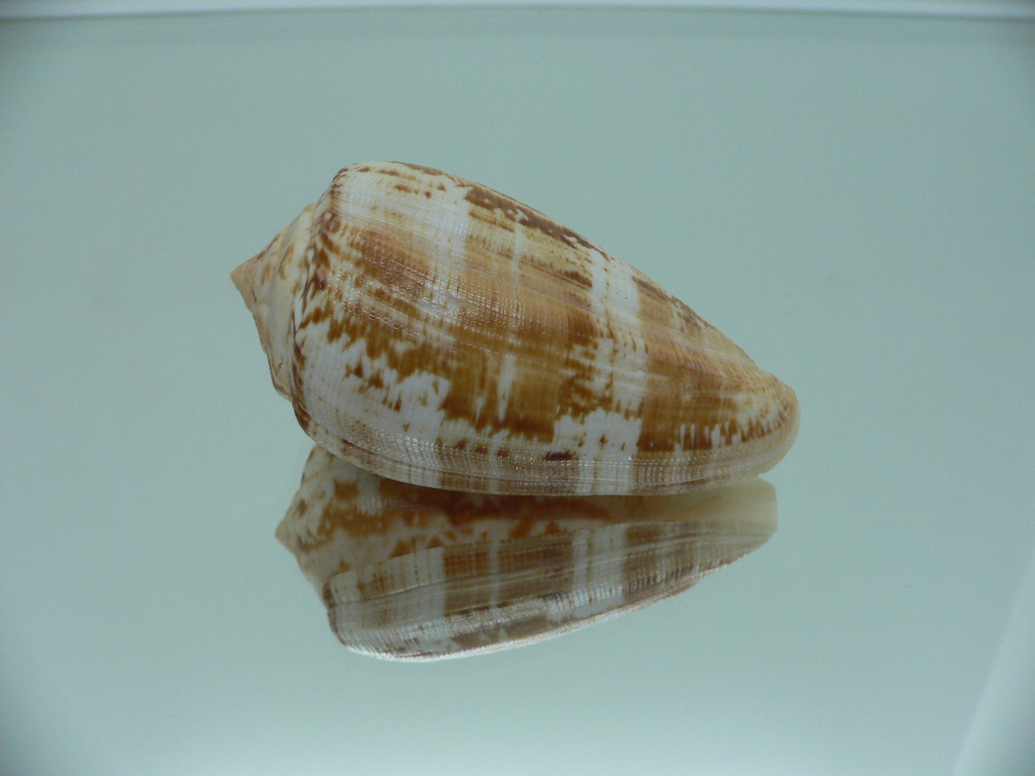 Conus anemone peronianus (var.) BROWN