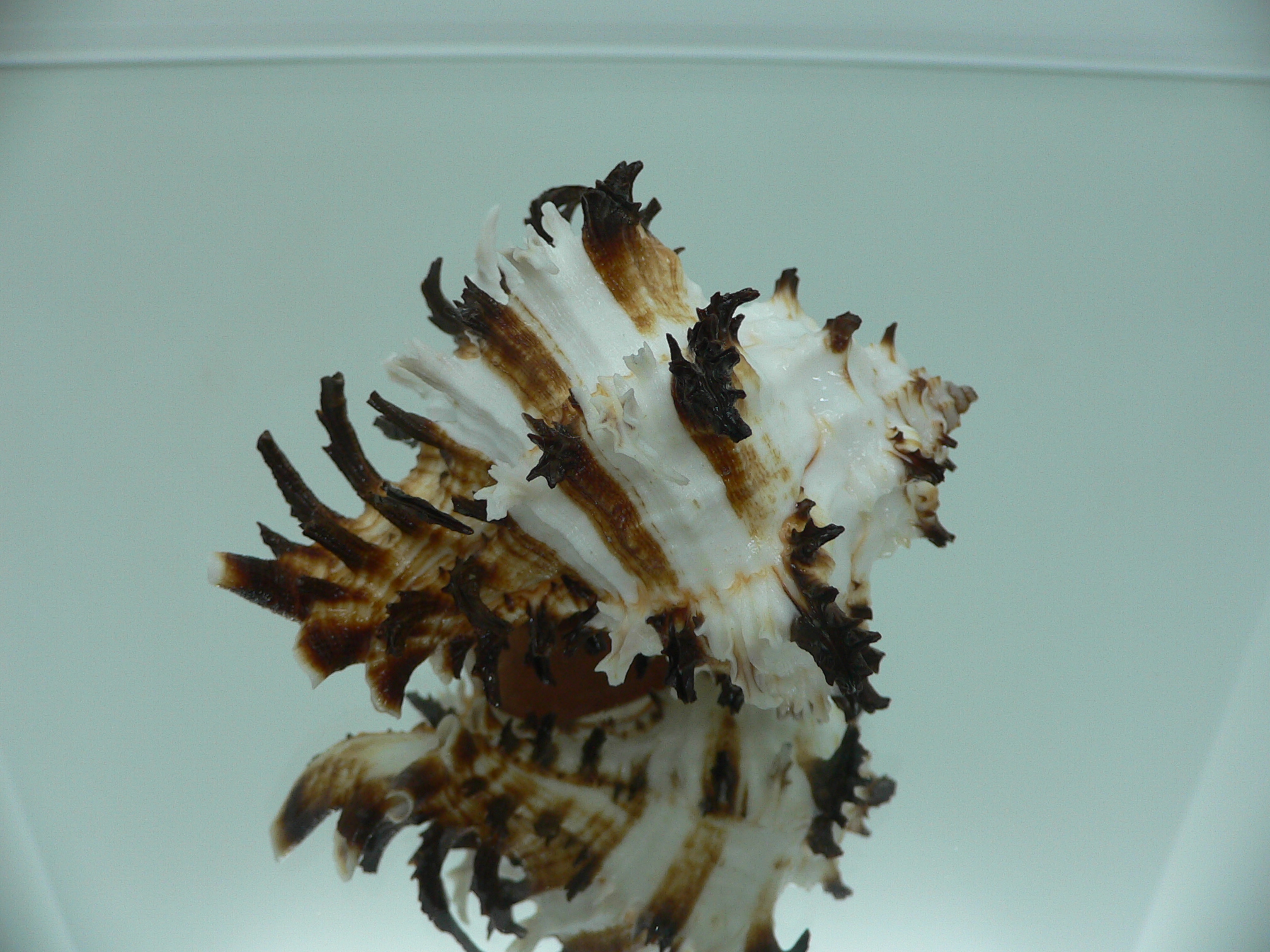 Hexaplex cichoreum cf. depressospinosus
