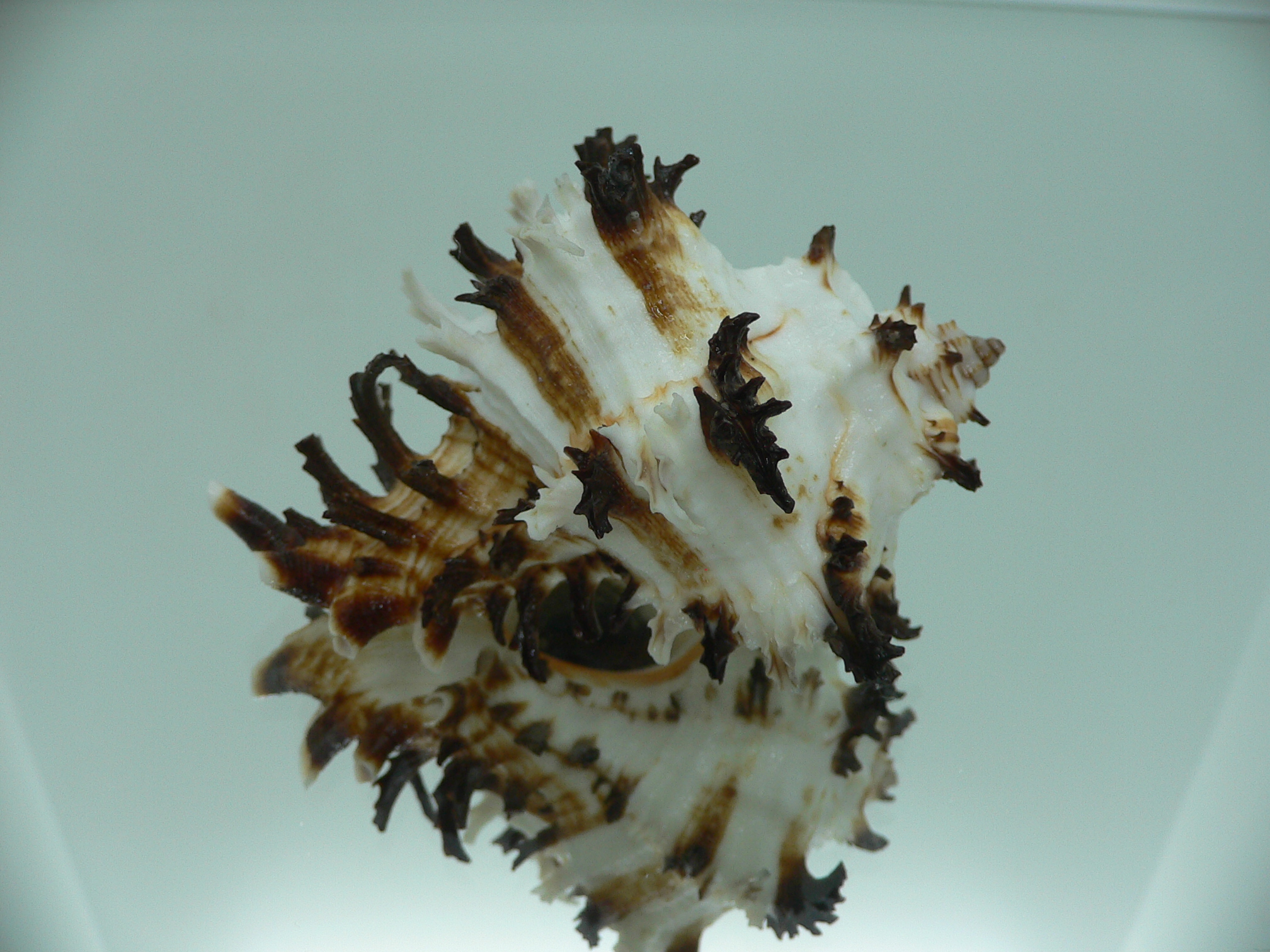 Hexaplex cichoreum cf. depressospinosus