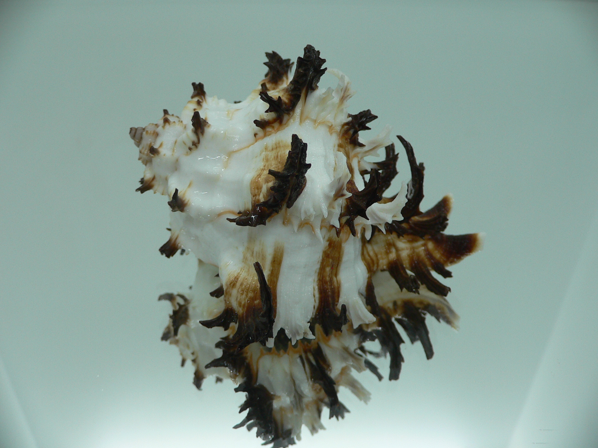 Hexaplex cichoreum cf. depressospinosus