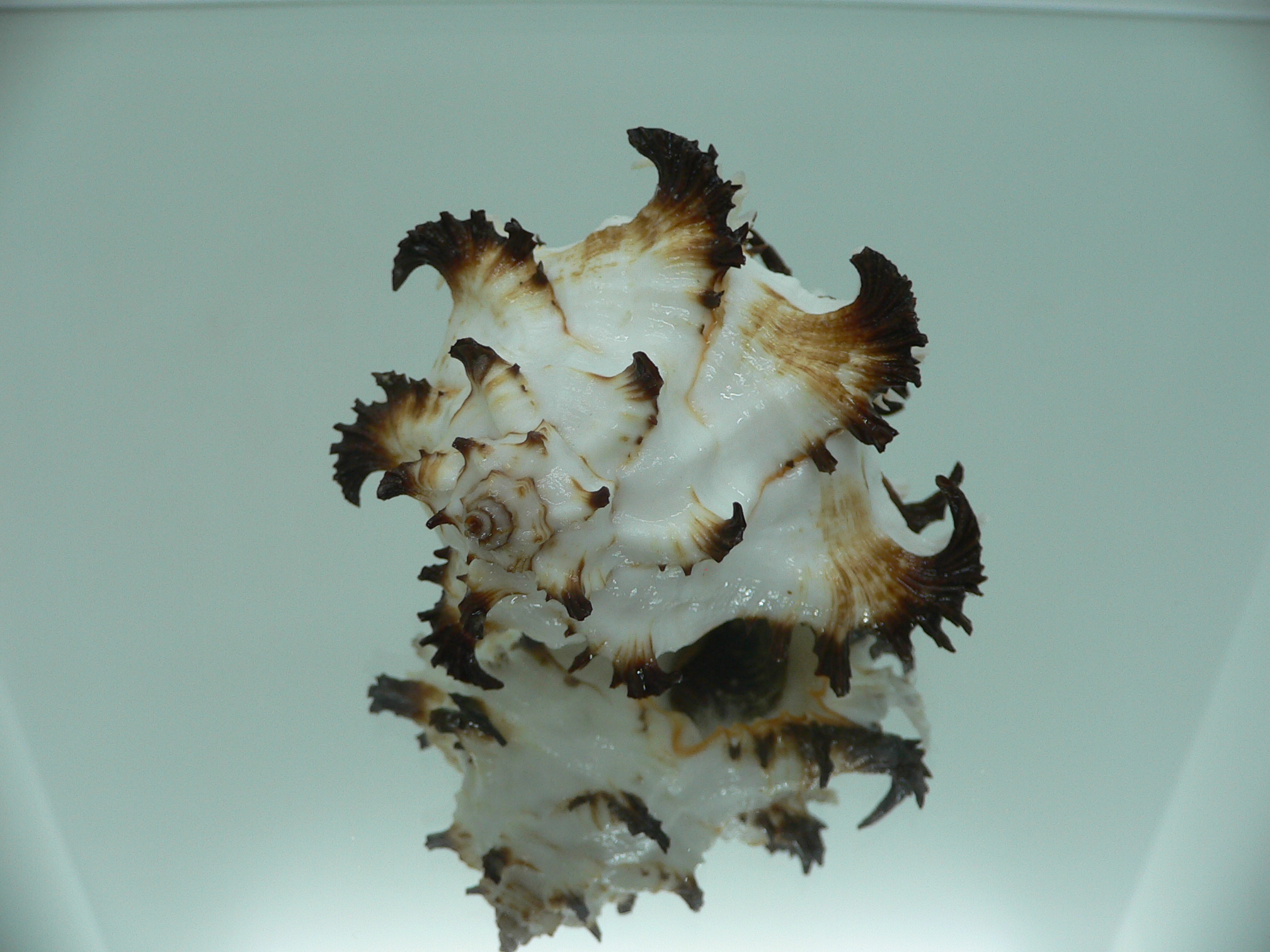 Hexaplex cichoreum cf. depressospinosus