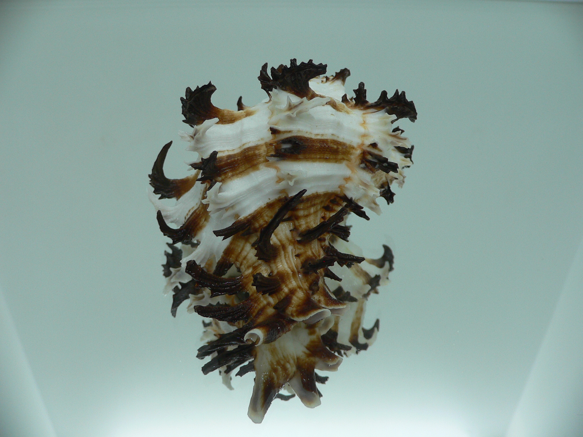 Hexaplex cichoreum cf. depressospinosus