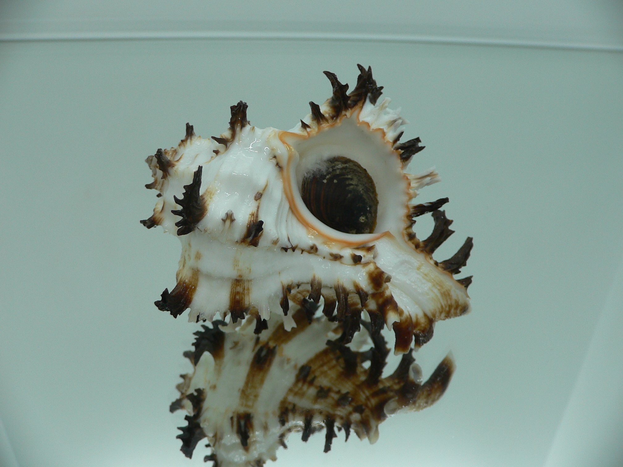 Hexaplex cichoreum cf. depressospinosus