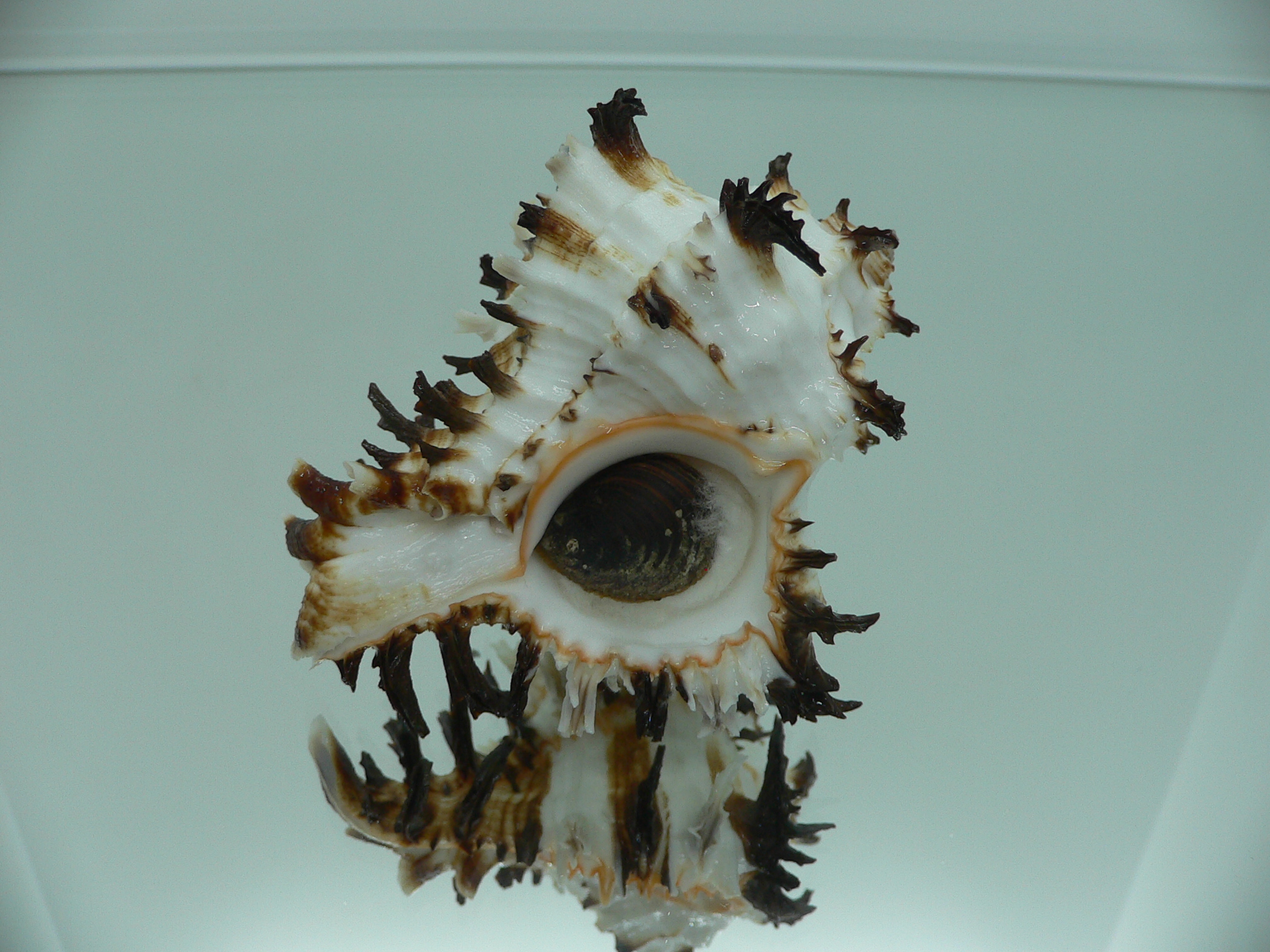 Hexaplex cichoreum cf. depressospinosus