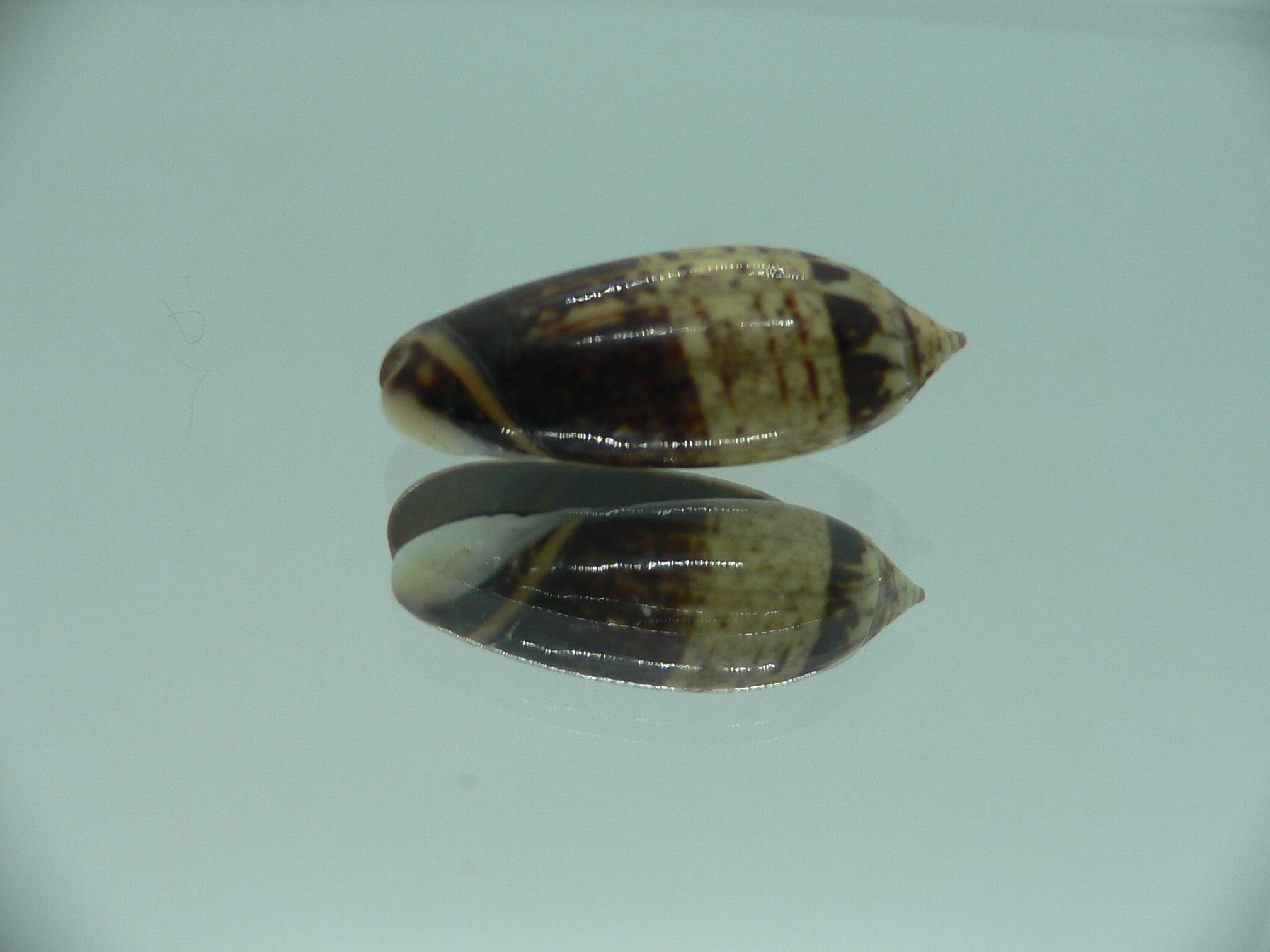 Oliva oliva gratiosa (var.) DARK