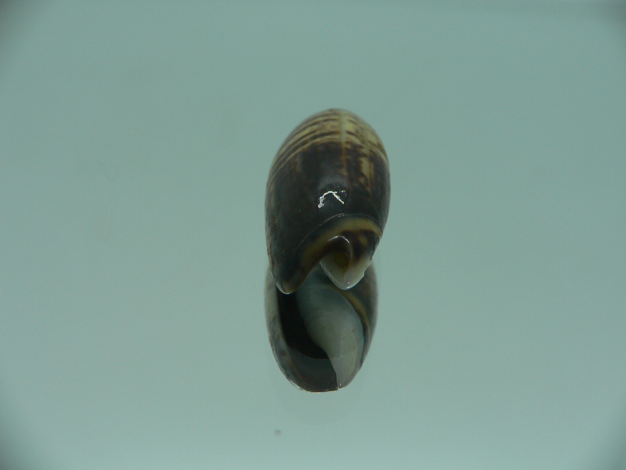 Oliva oliva gratiosa (var.) DARK