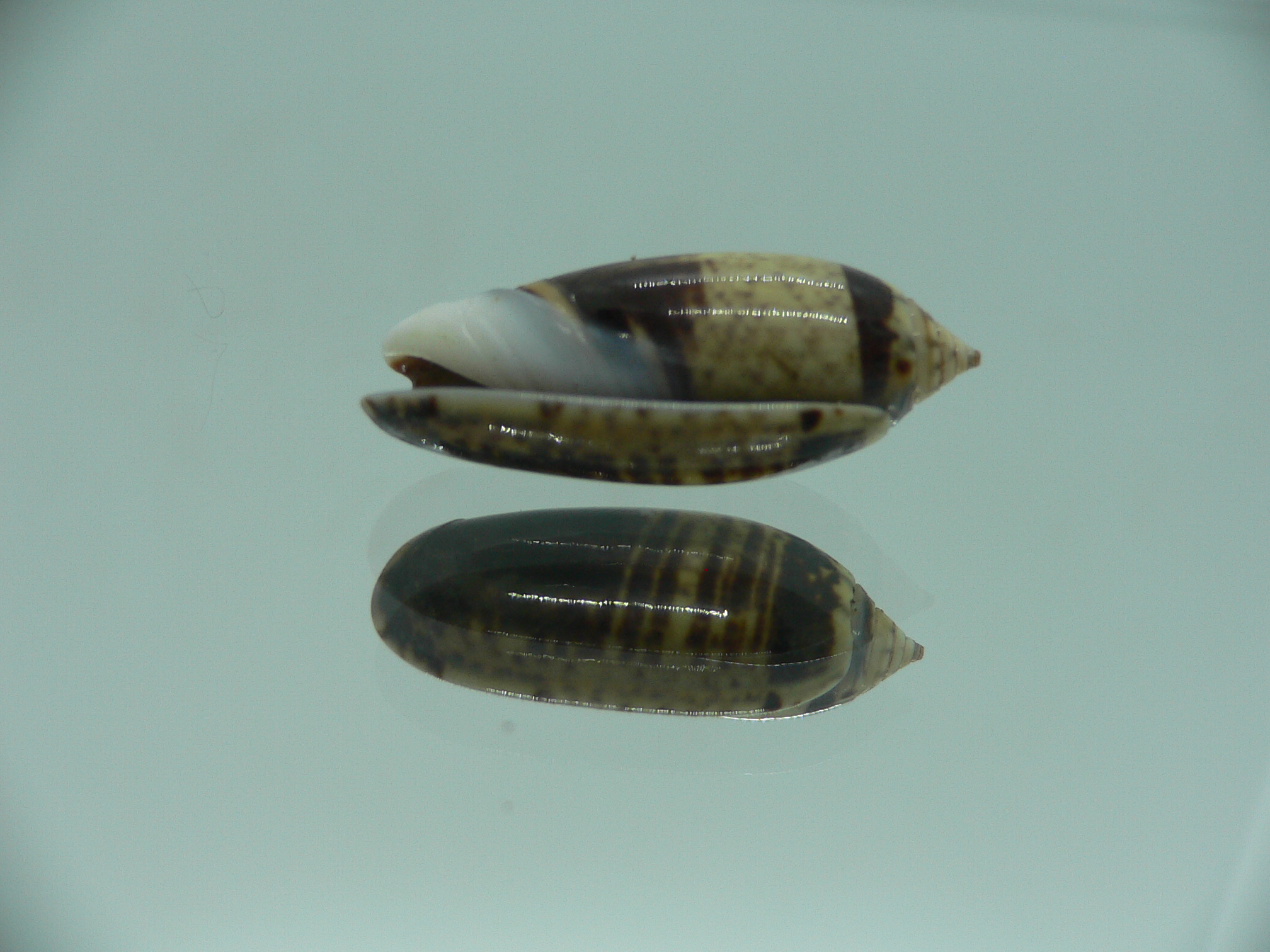 Oliva oliva gratiosa (var.) DARK