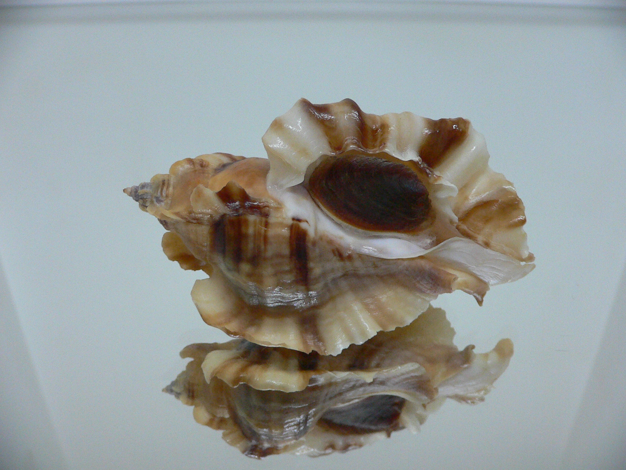 Ceratostoma burnetti coreanica (var.) GREAT