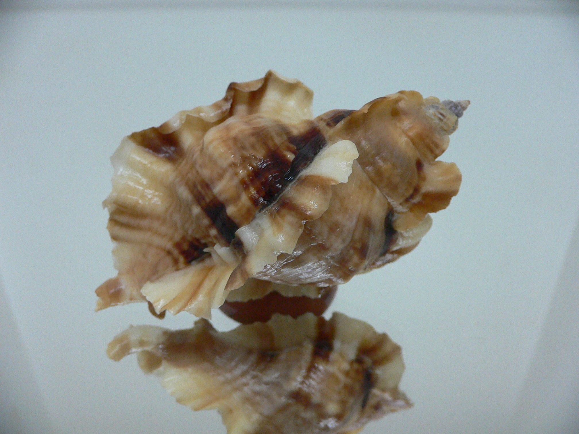 Ceratostoma burnetti coreanica (var.) GREAT