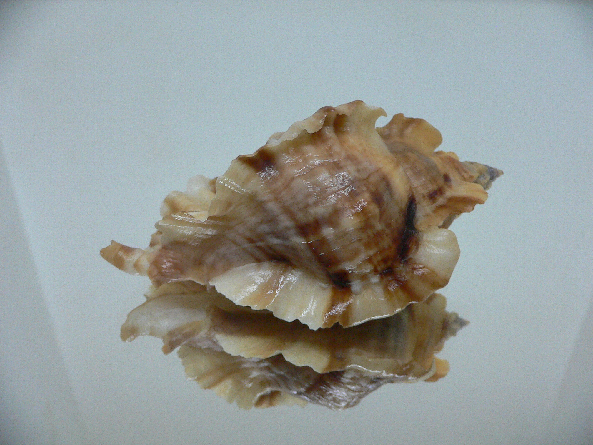 Ceratostoma burnetti coreanica (var.) GREAT