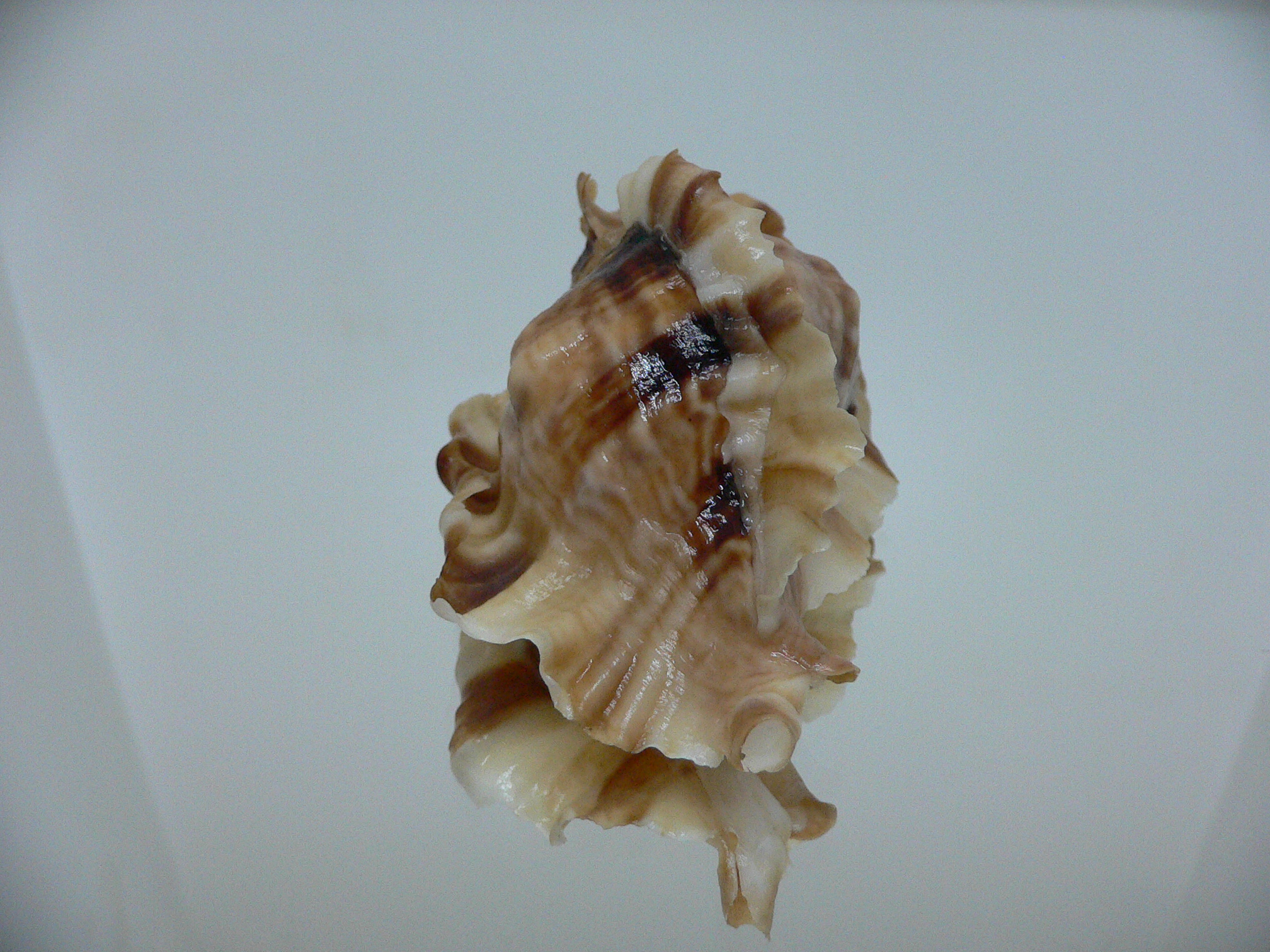 Ceratostoma burnetti coreanica (var.) GREAT