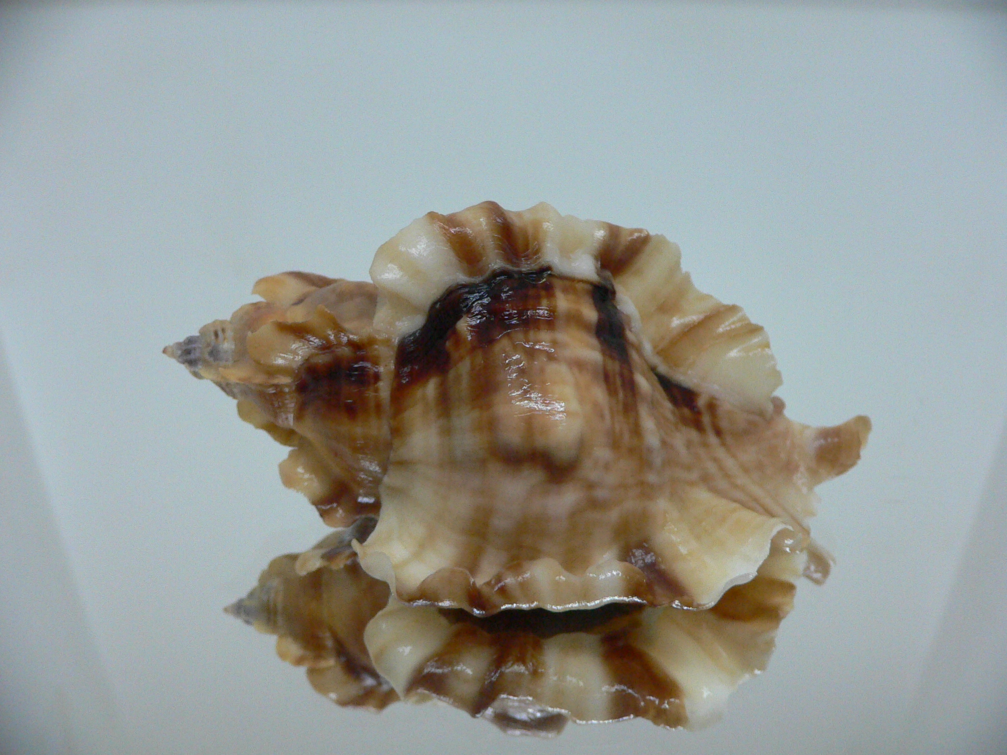 Ceratostoma burnetti coreanica (var.) GREAT