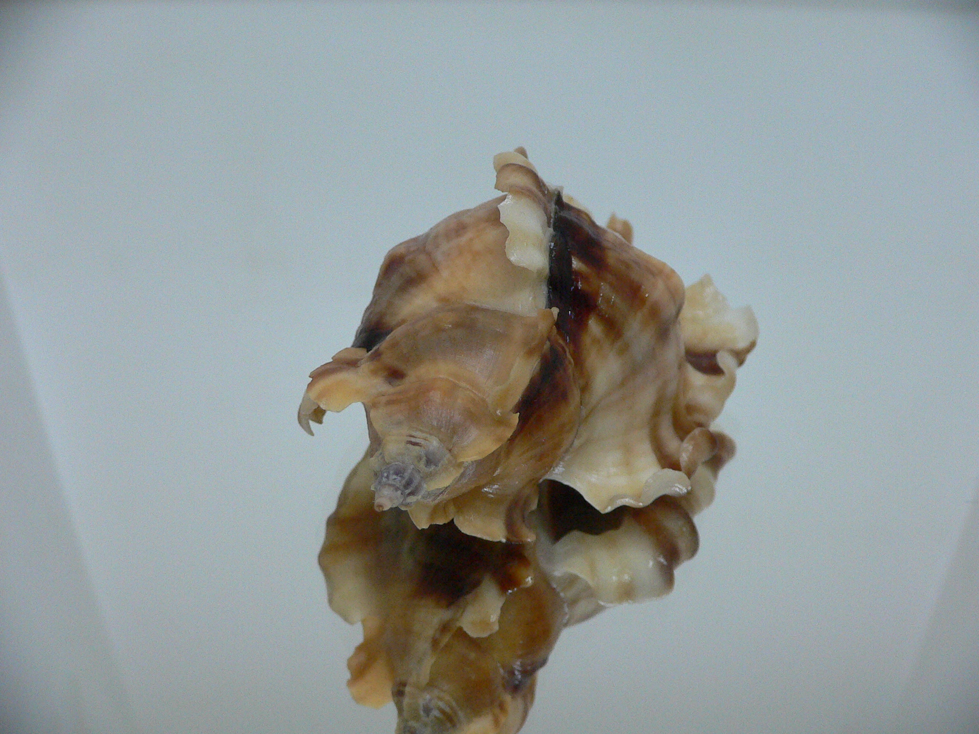 Ceratostoma burnetti coreanica (var.) GREAT